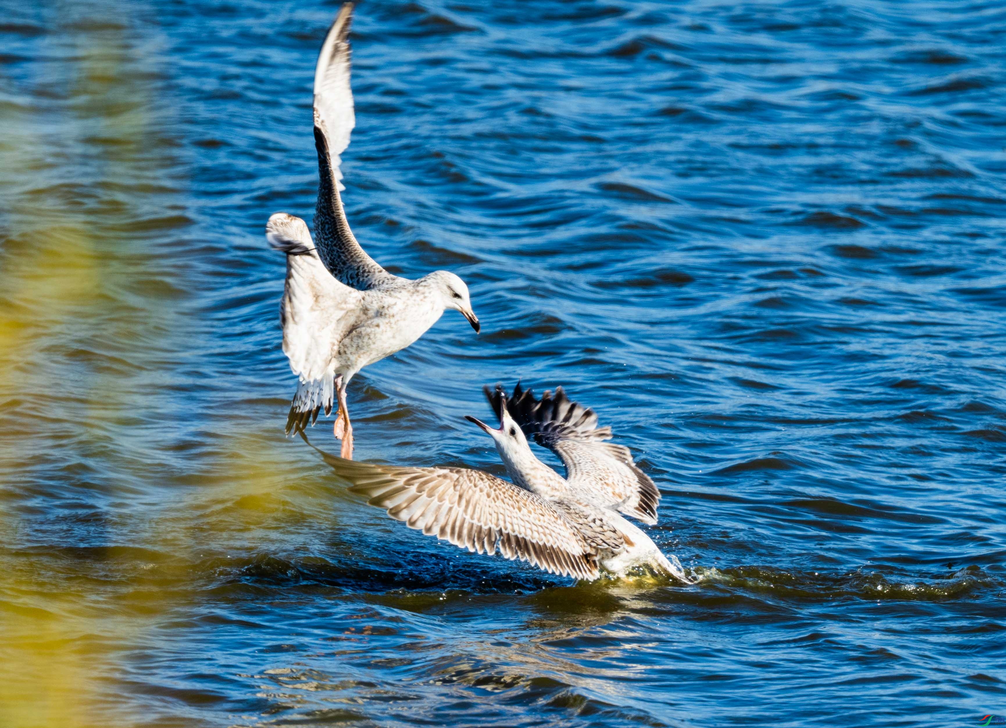 DSC_7839.jpg