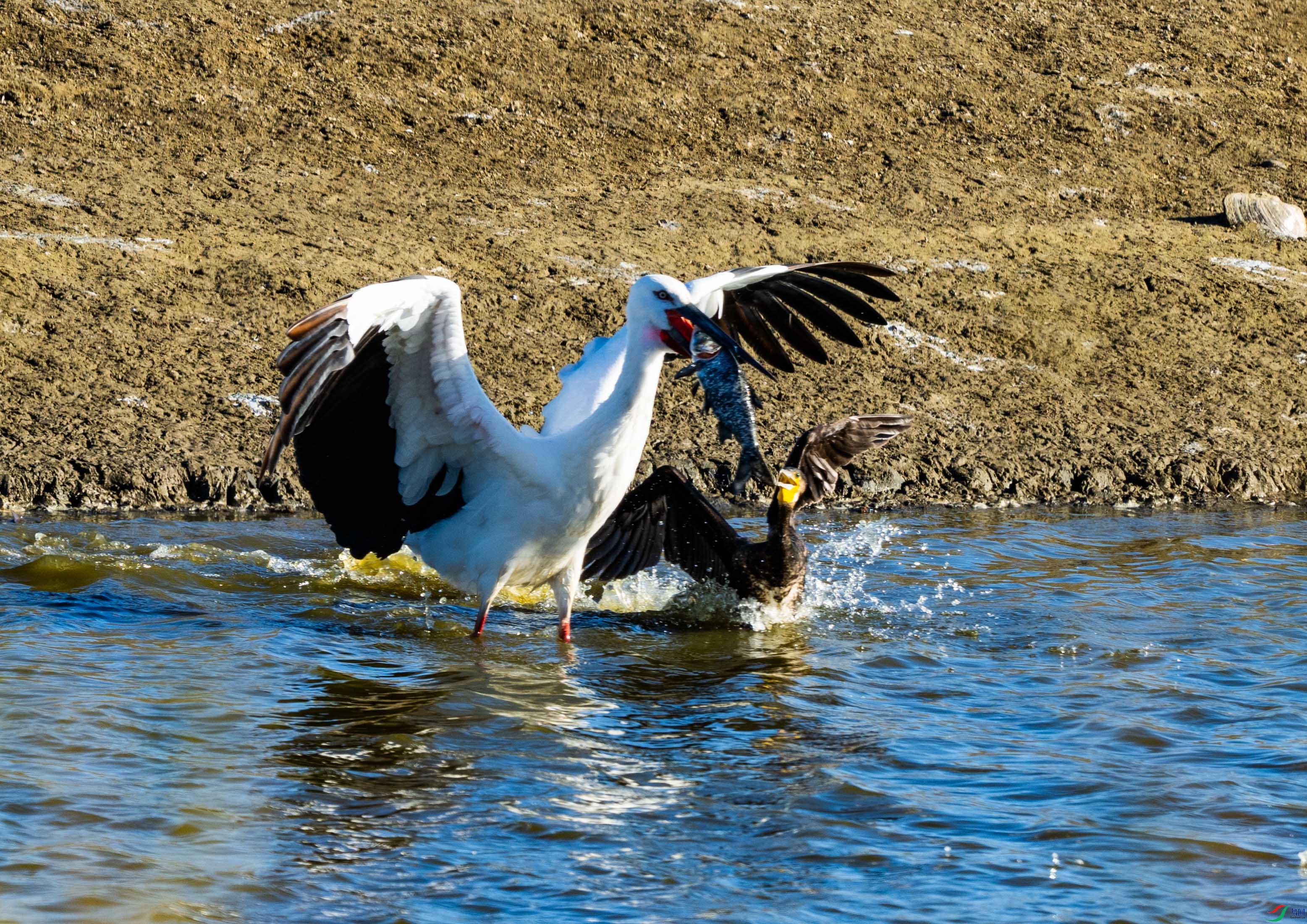 DSC_7850.jpg