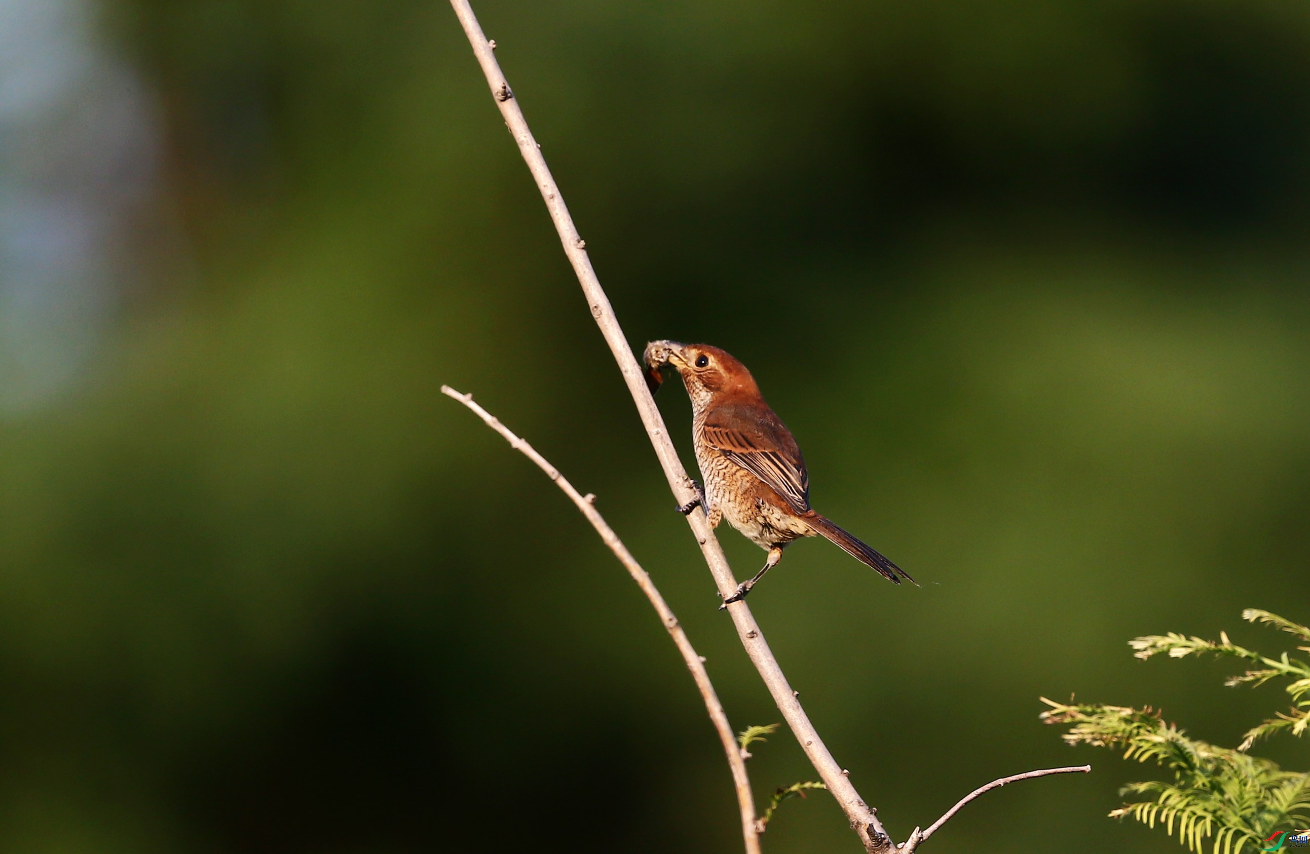 ţͷ���� (42).JPG