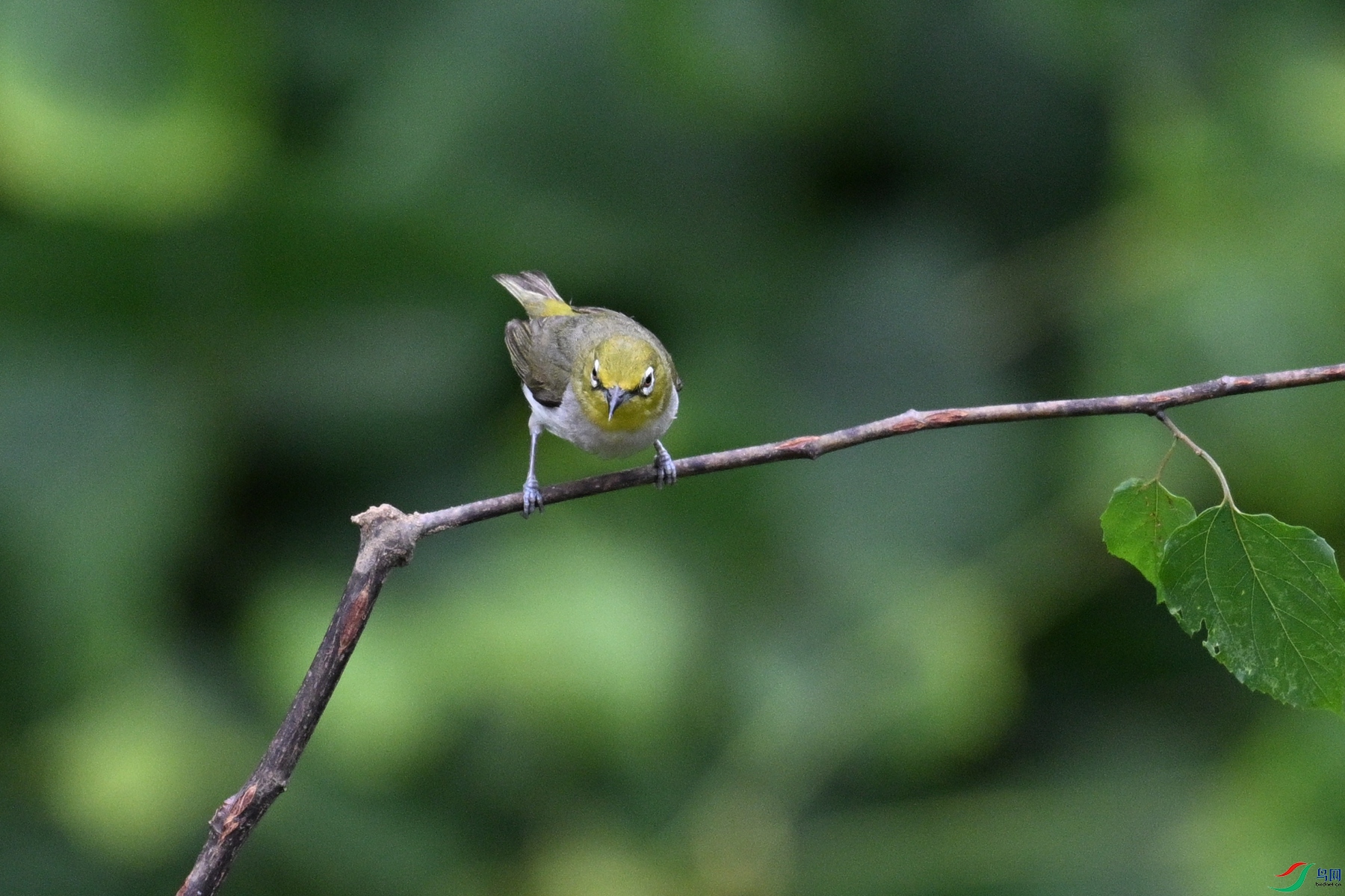 DSC_7985.JPG