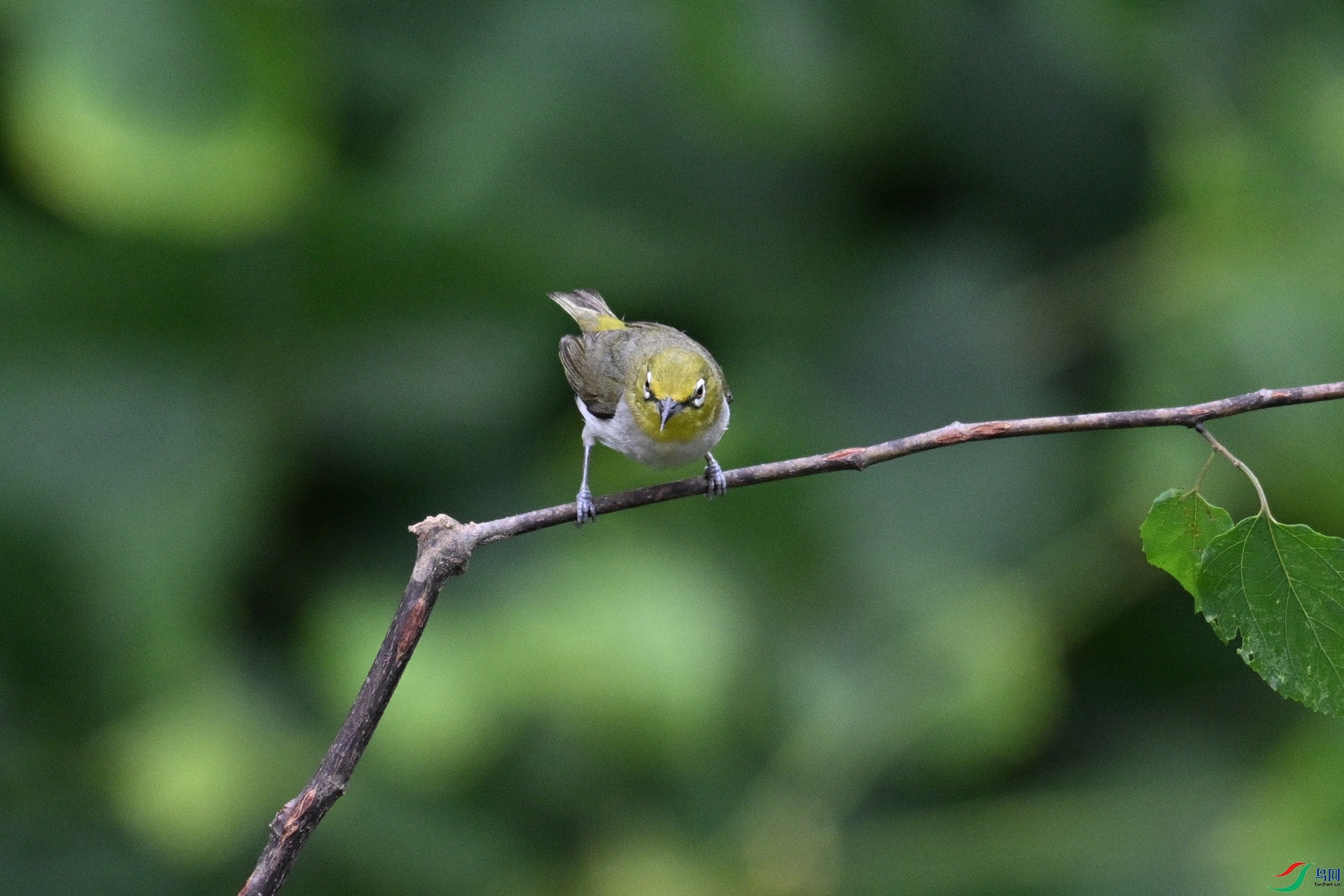DSC_7987.JPG