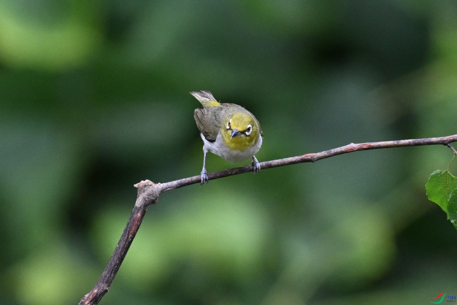 DSC_7989.JPG