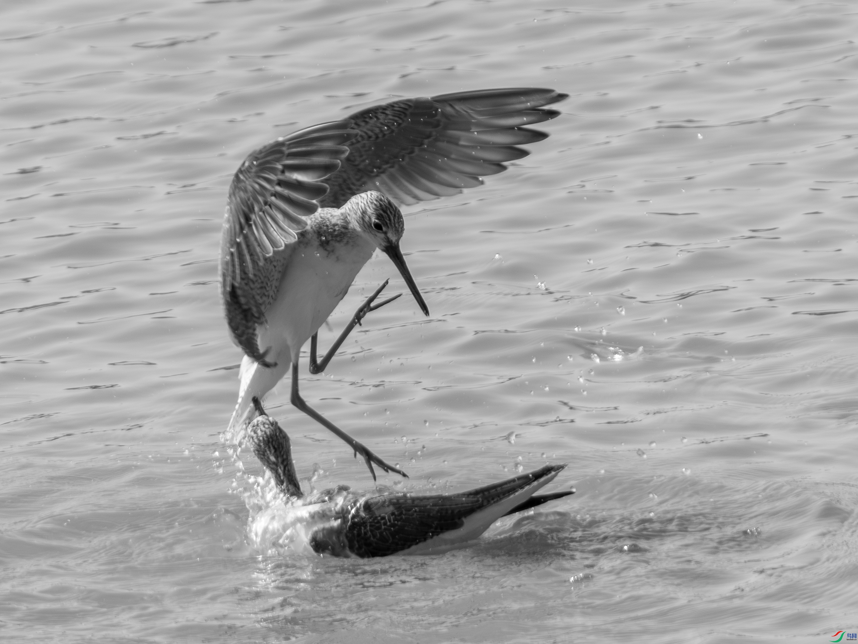DSC01607-1.jpg