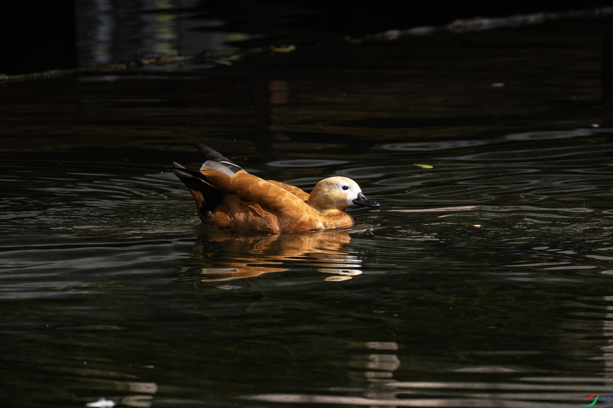 DSC_4743.jpg