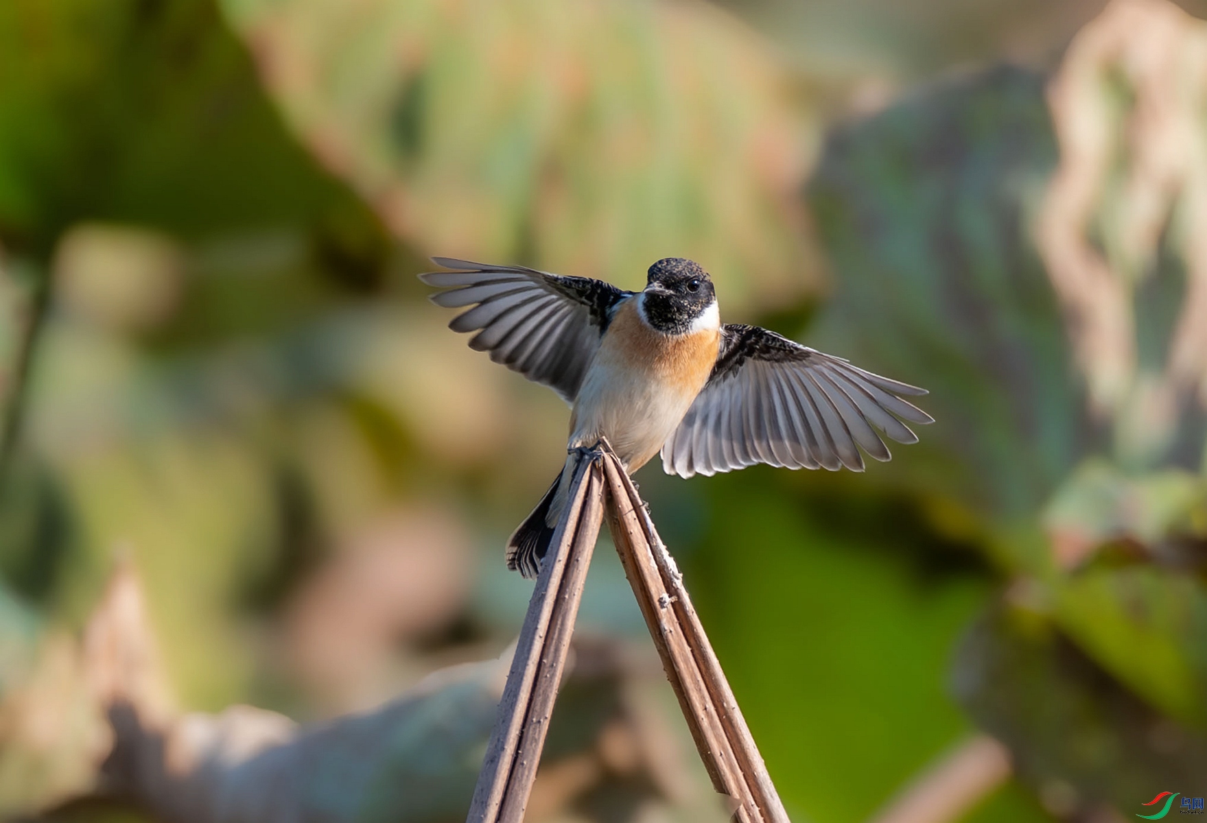 DSC_8327_����.jpg