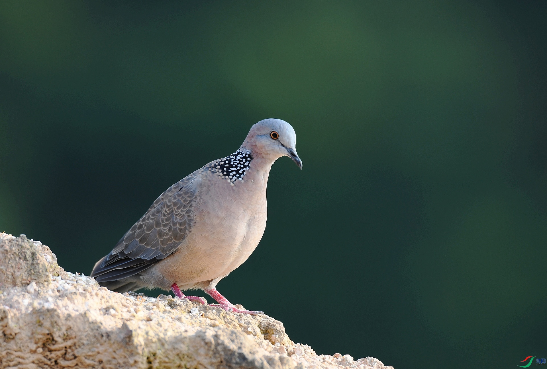 DSC_0601.jpg
