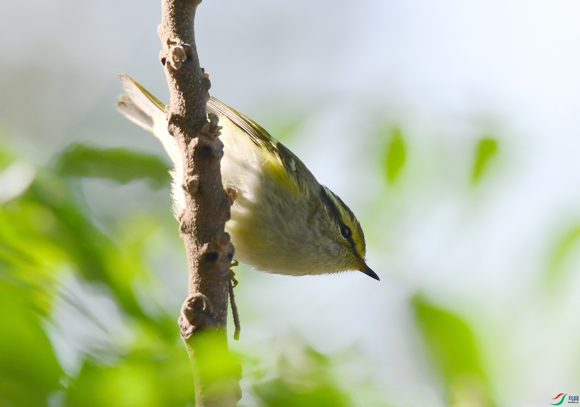 DSC_2100.jpg