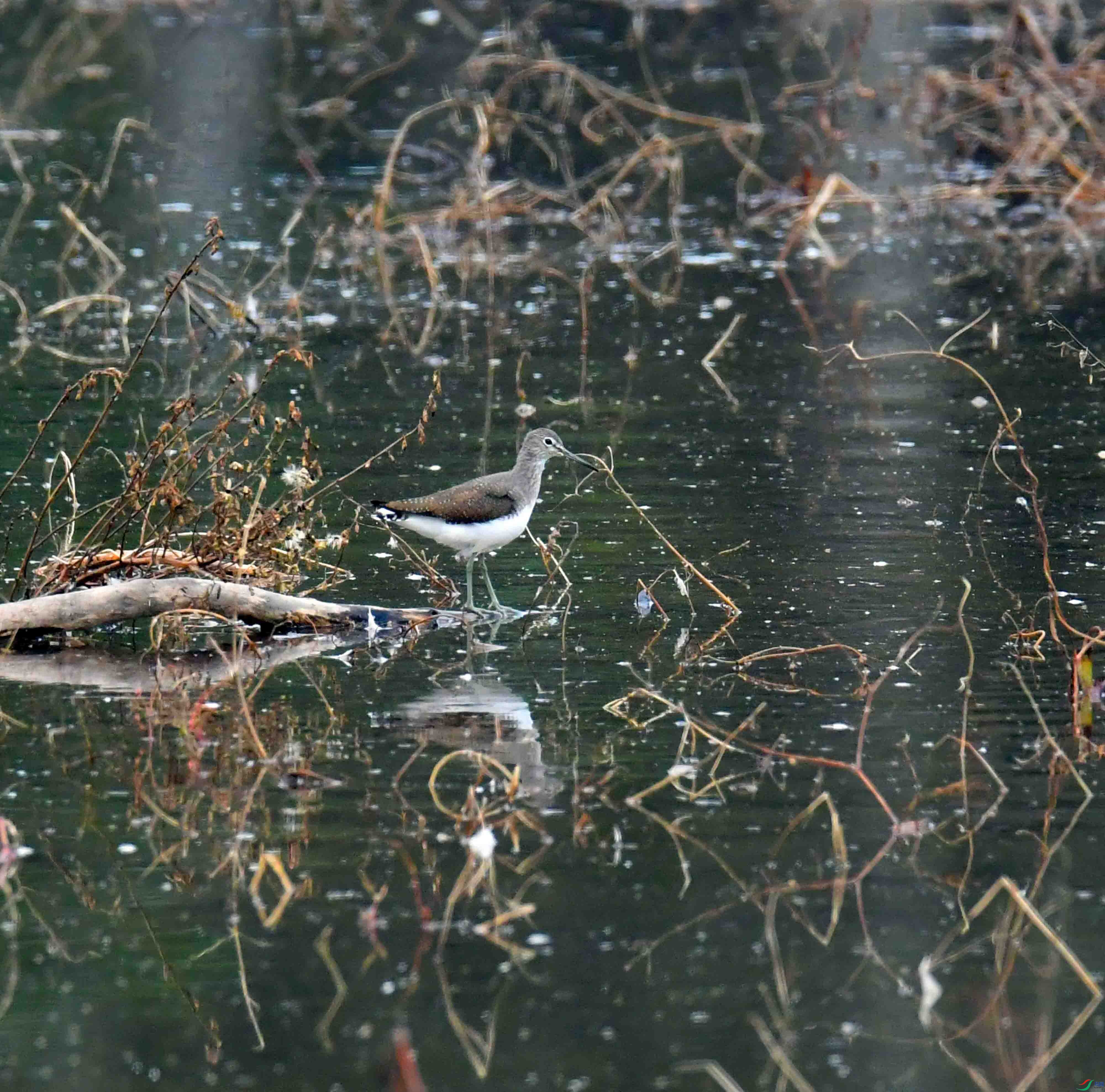 DSC_4613.JPG