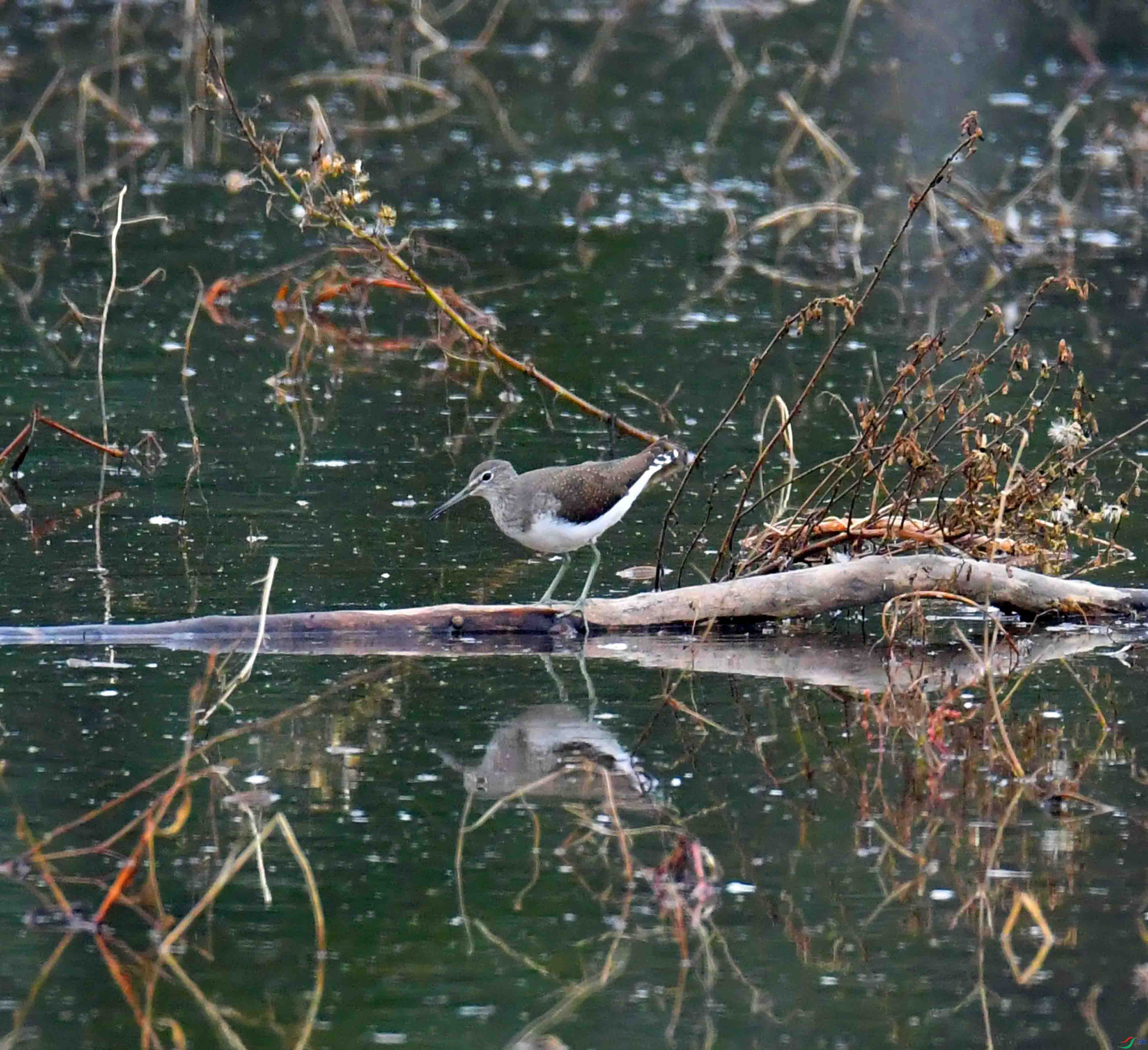 DSC_4621.JPG