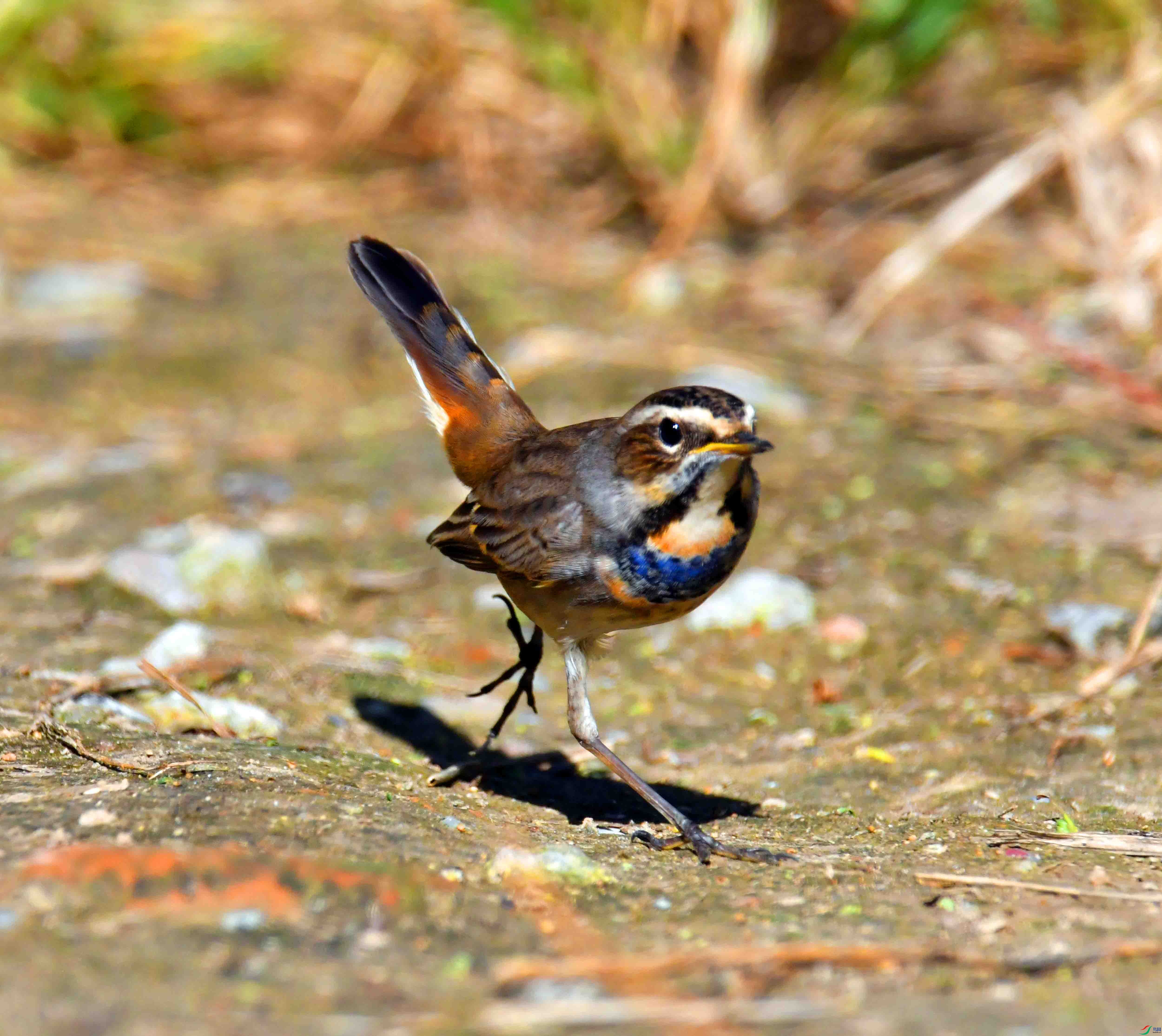 DSC_4582.JPG