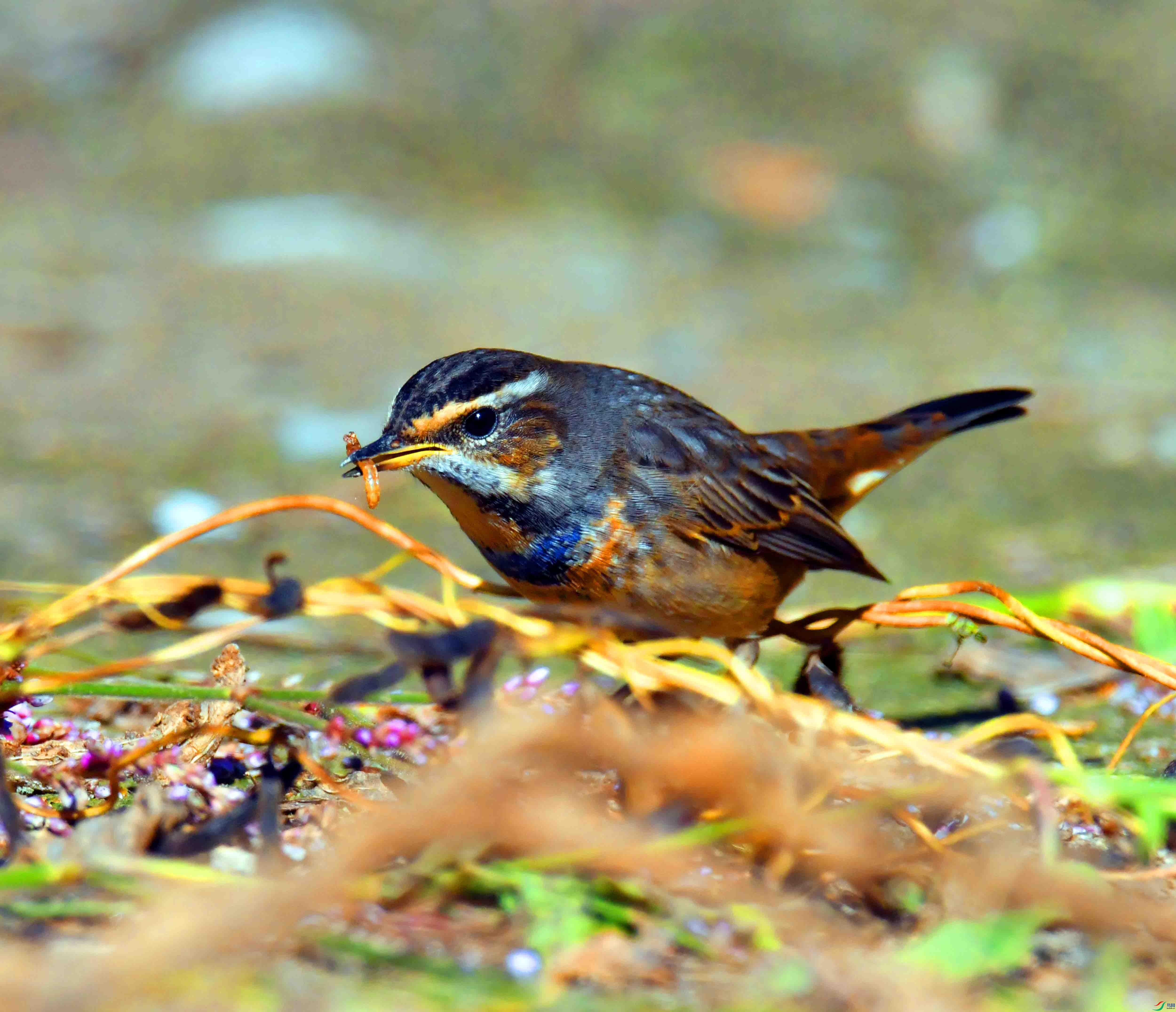 DSC_4591.JPG