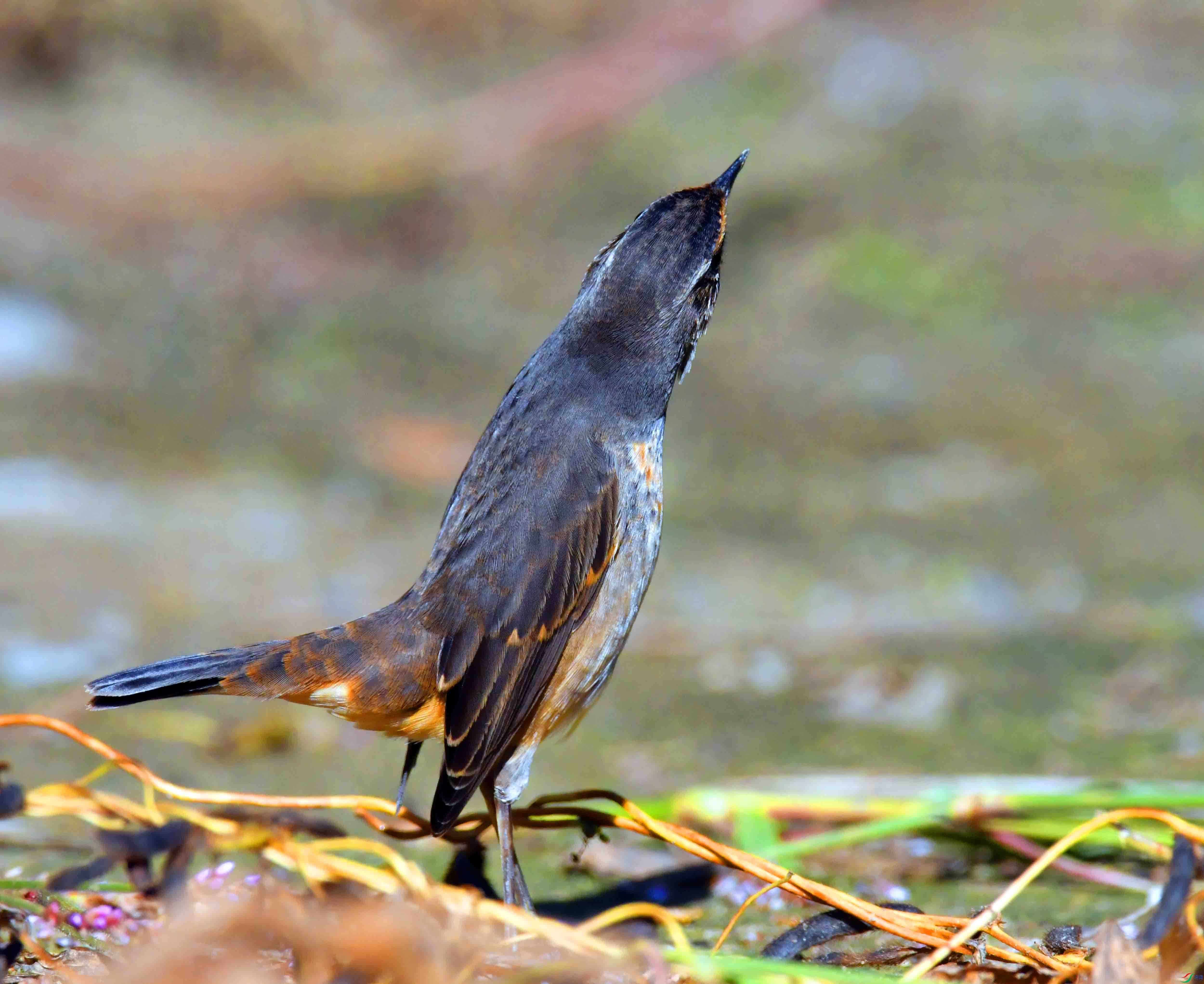 DSC_4603.JPG