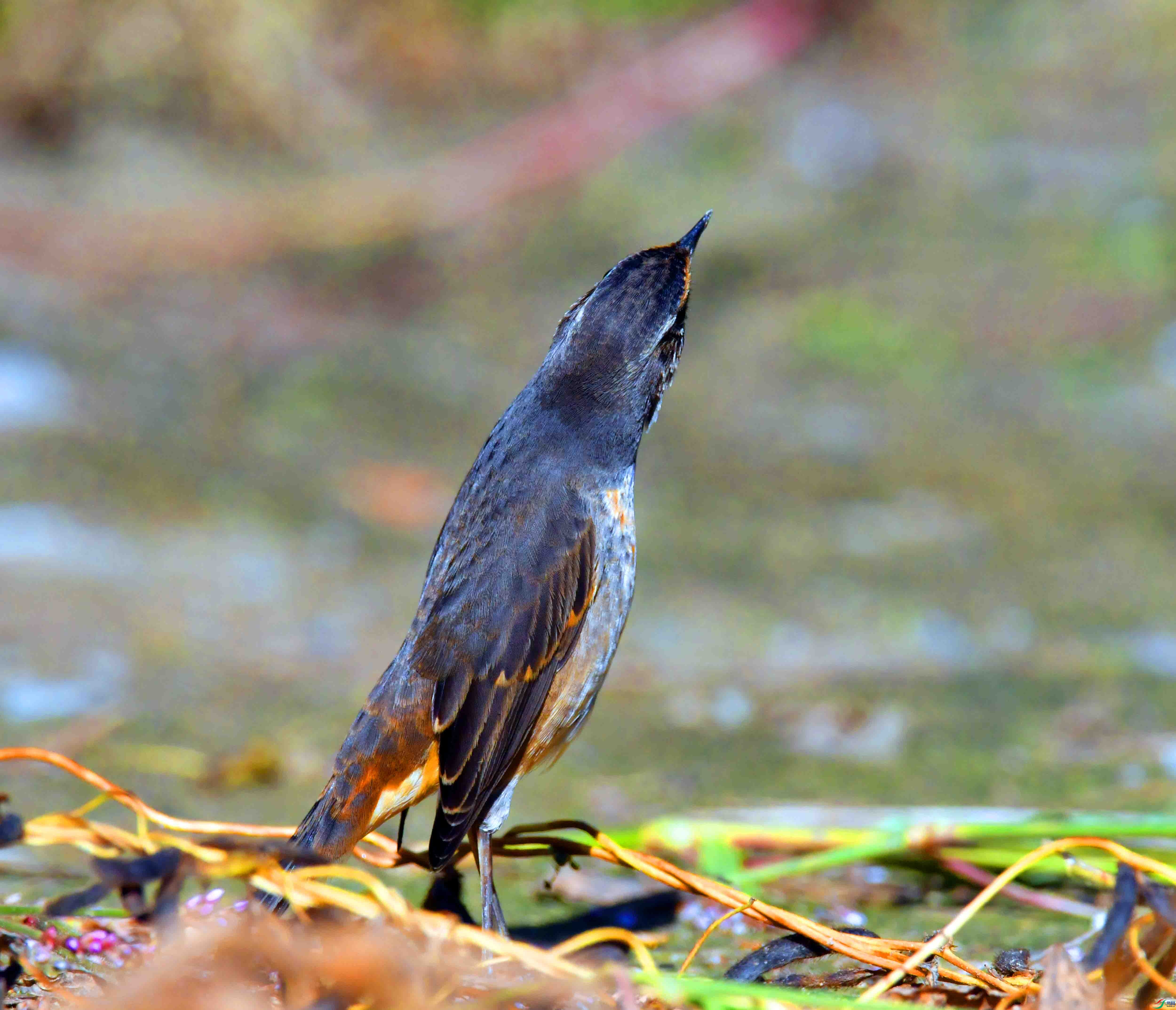 DSC_4604.JPG