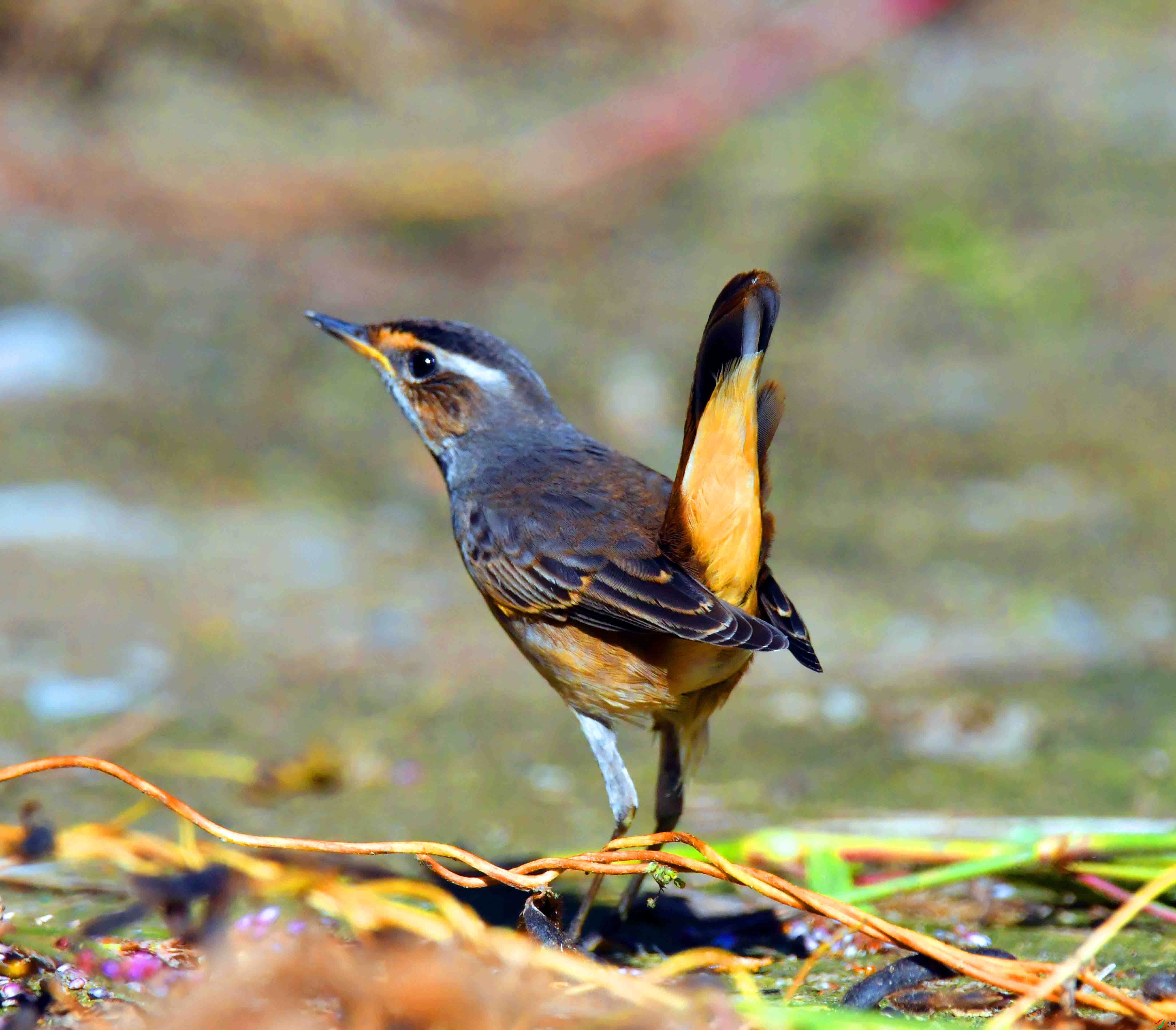 DSC_4606.JPG