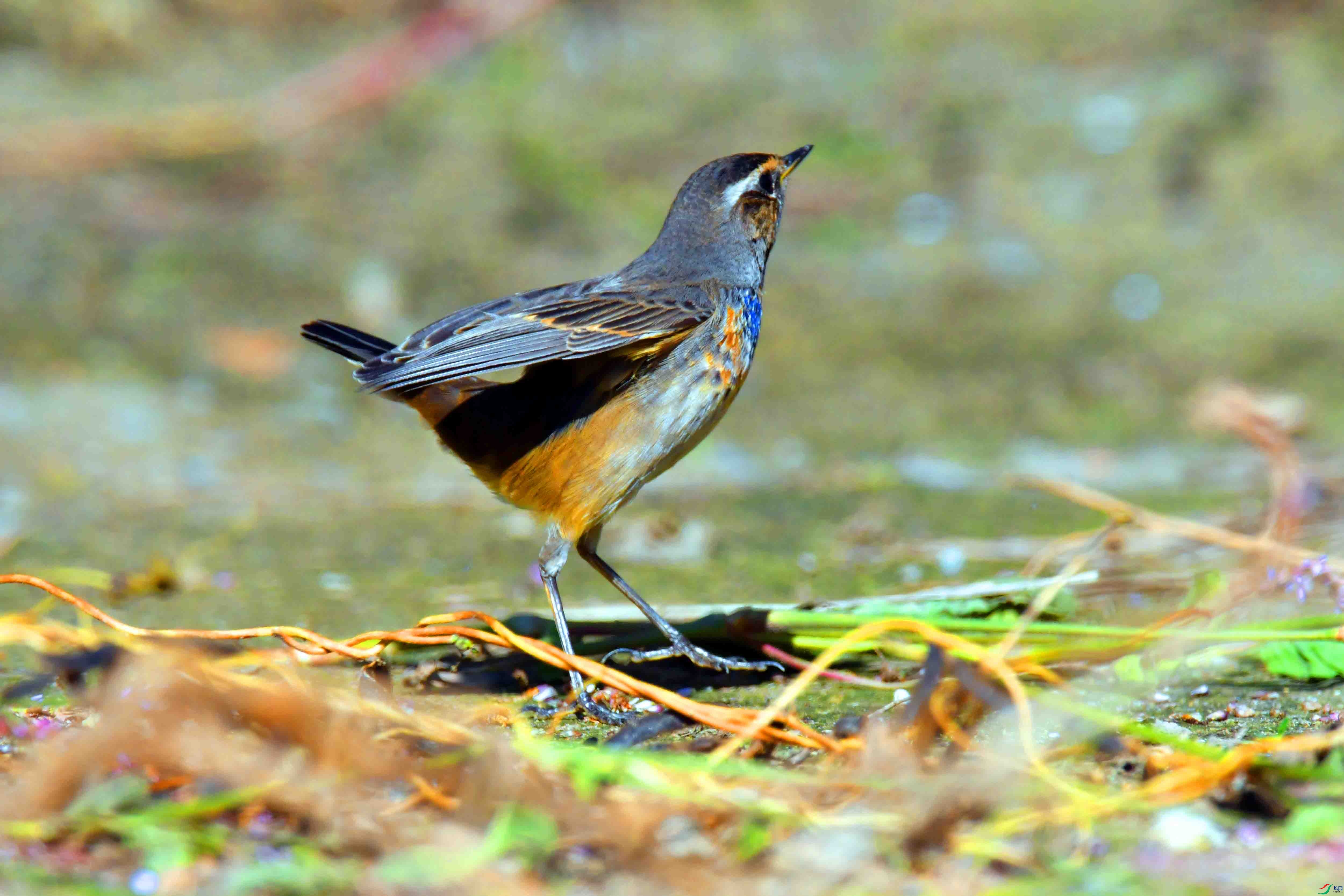 DSC_4652.JPG