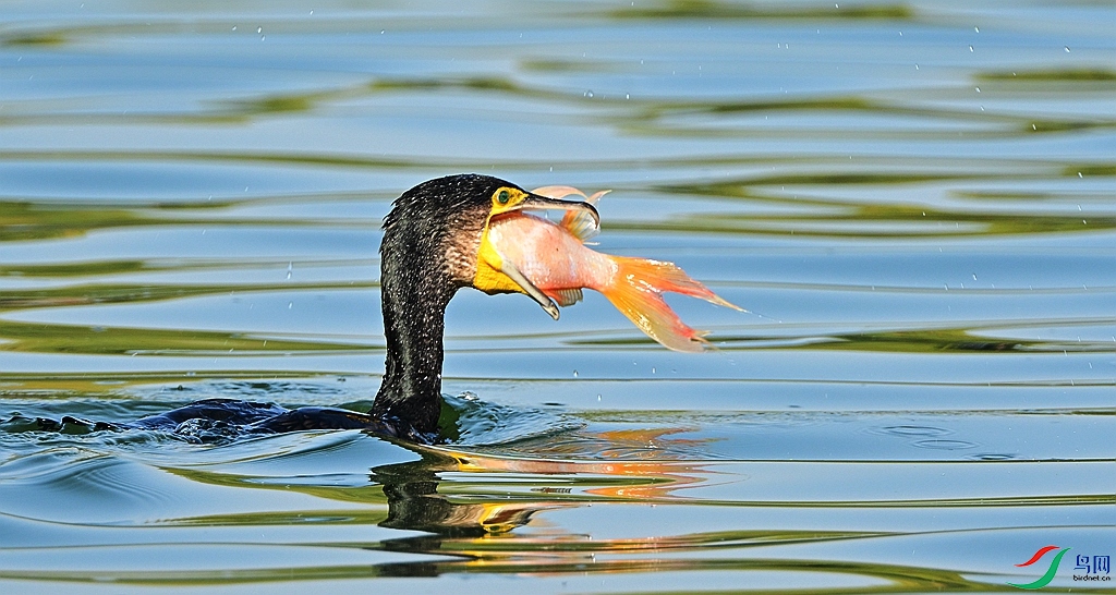 DSC_4226.JPG