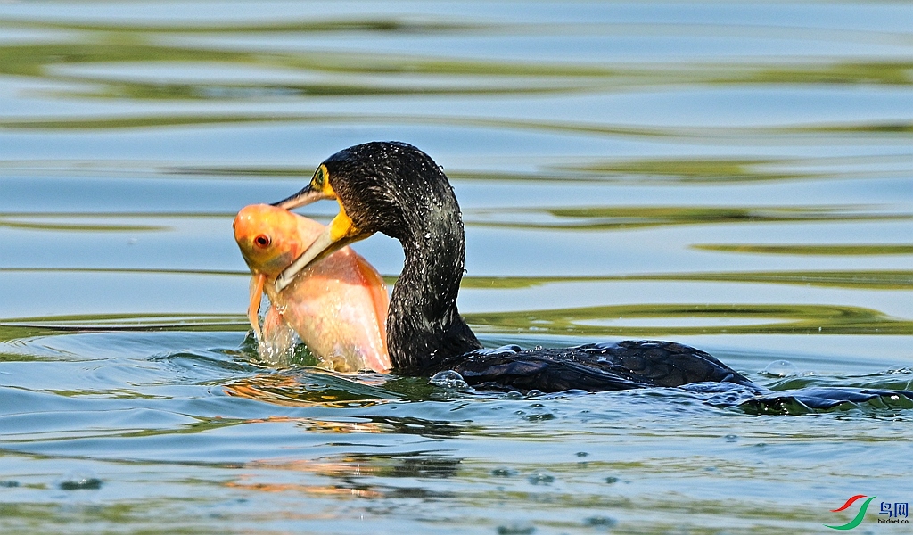 DSC_4263.JPG