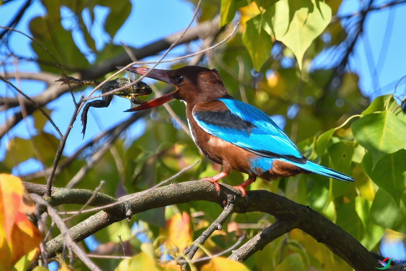 �롰�������