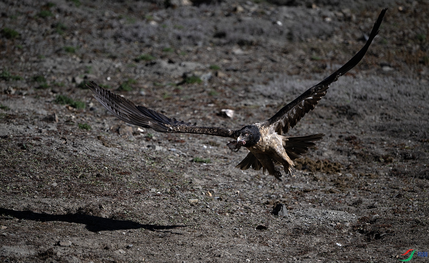 _DSC4744-����ǿ-NR ����.jpg