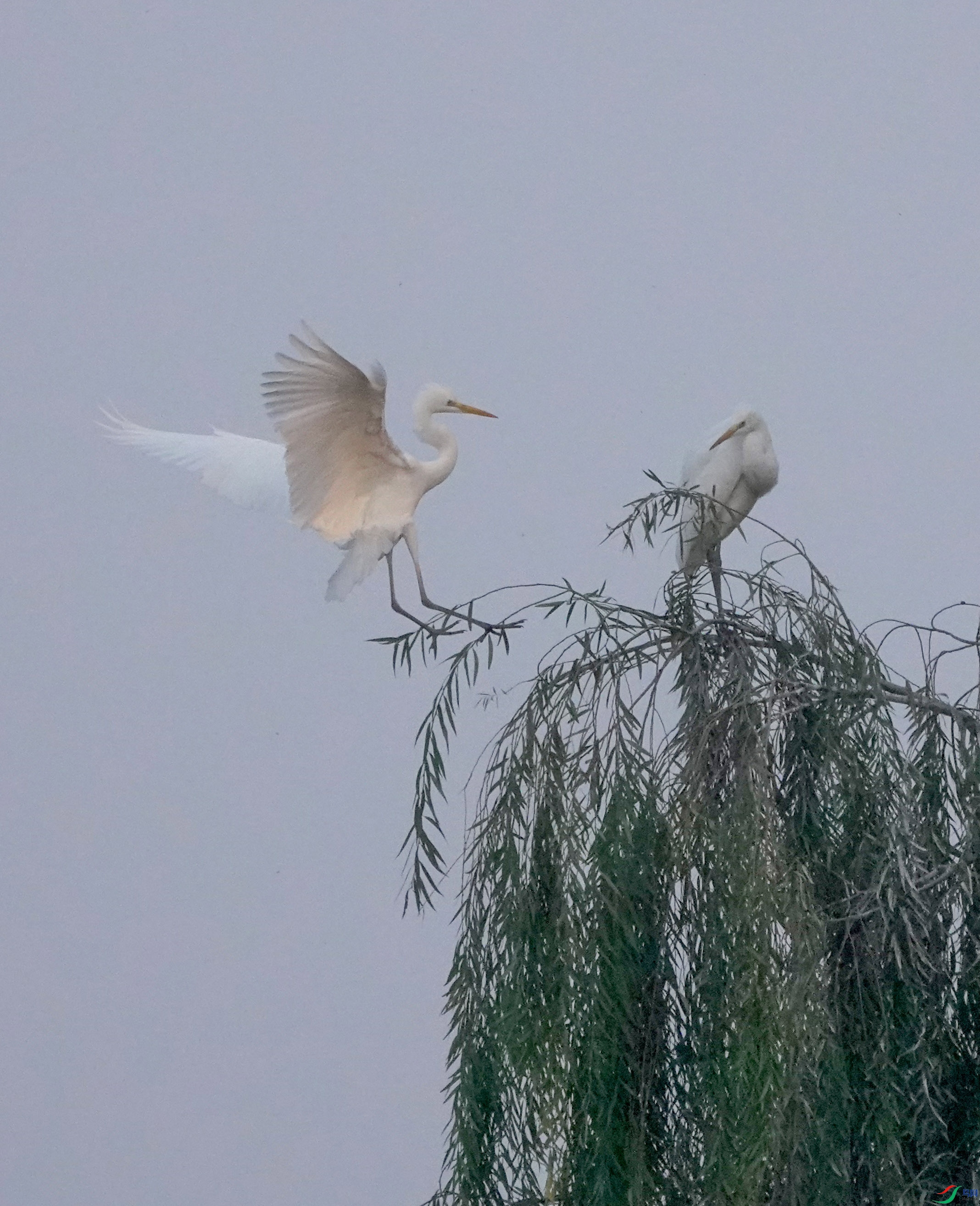 DSC07538 ����.jpg