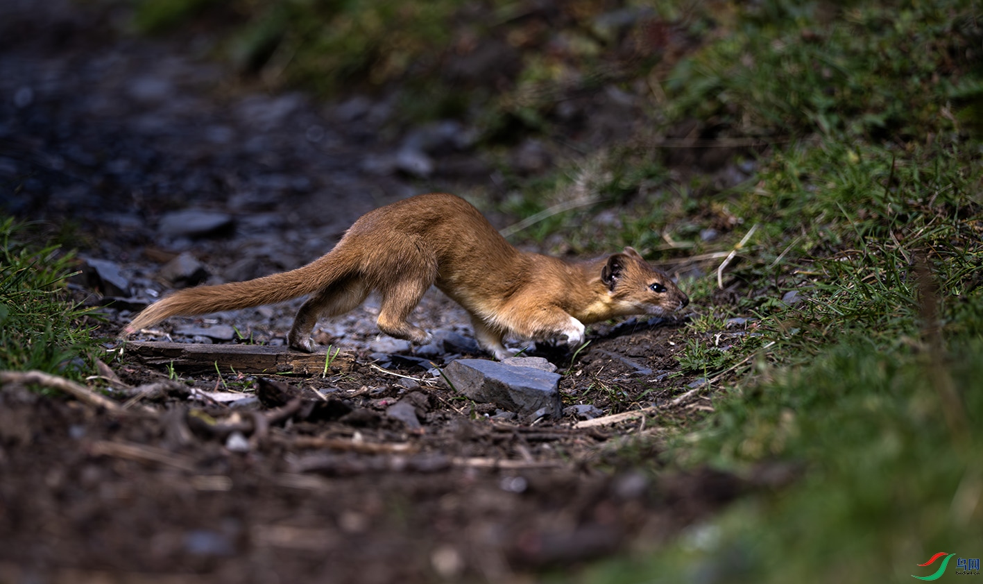 _DSC2739-����ǿ-NR ����.jpg