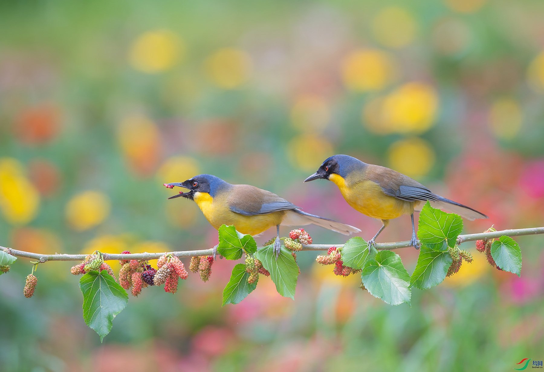 DSC_5774-����ǿ-NR ���� 2.jpg