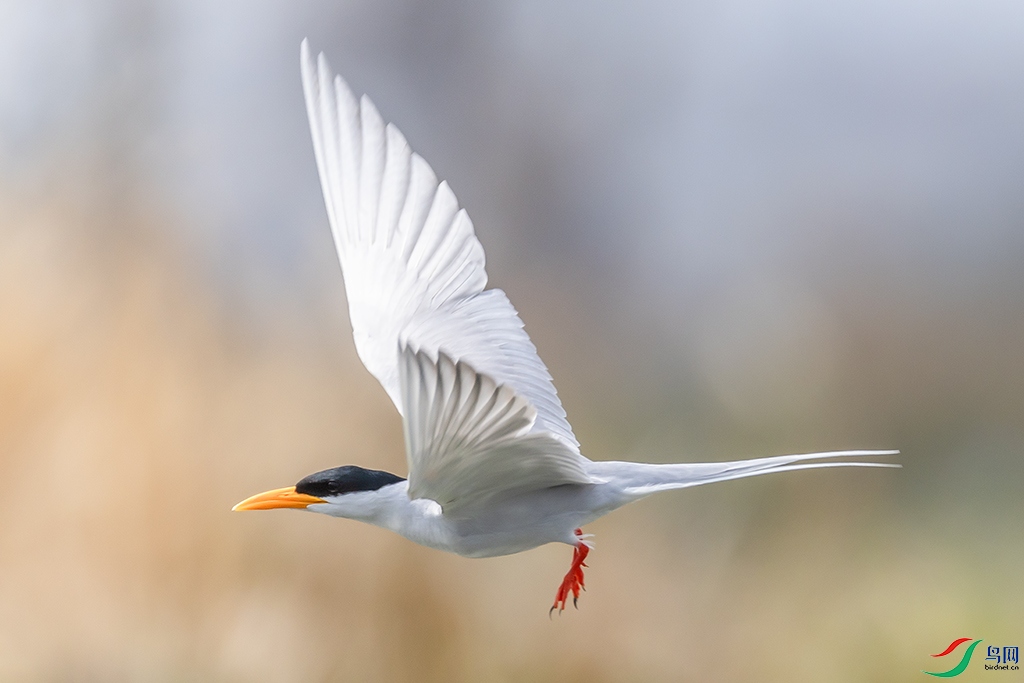 0F7A2644 ����.jpg