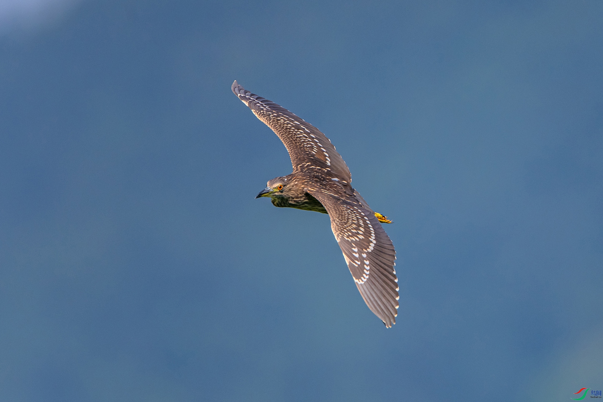 _AUU9380ҹ��(24.8.14).jpg