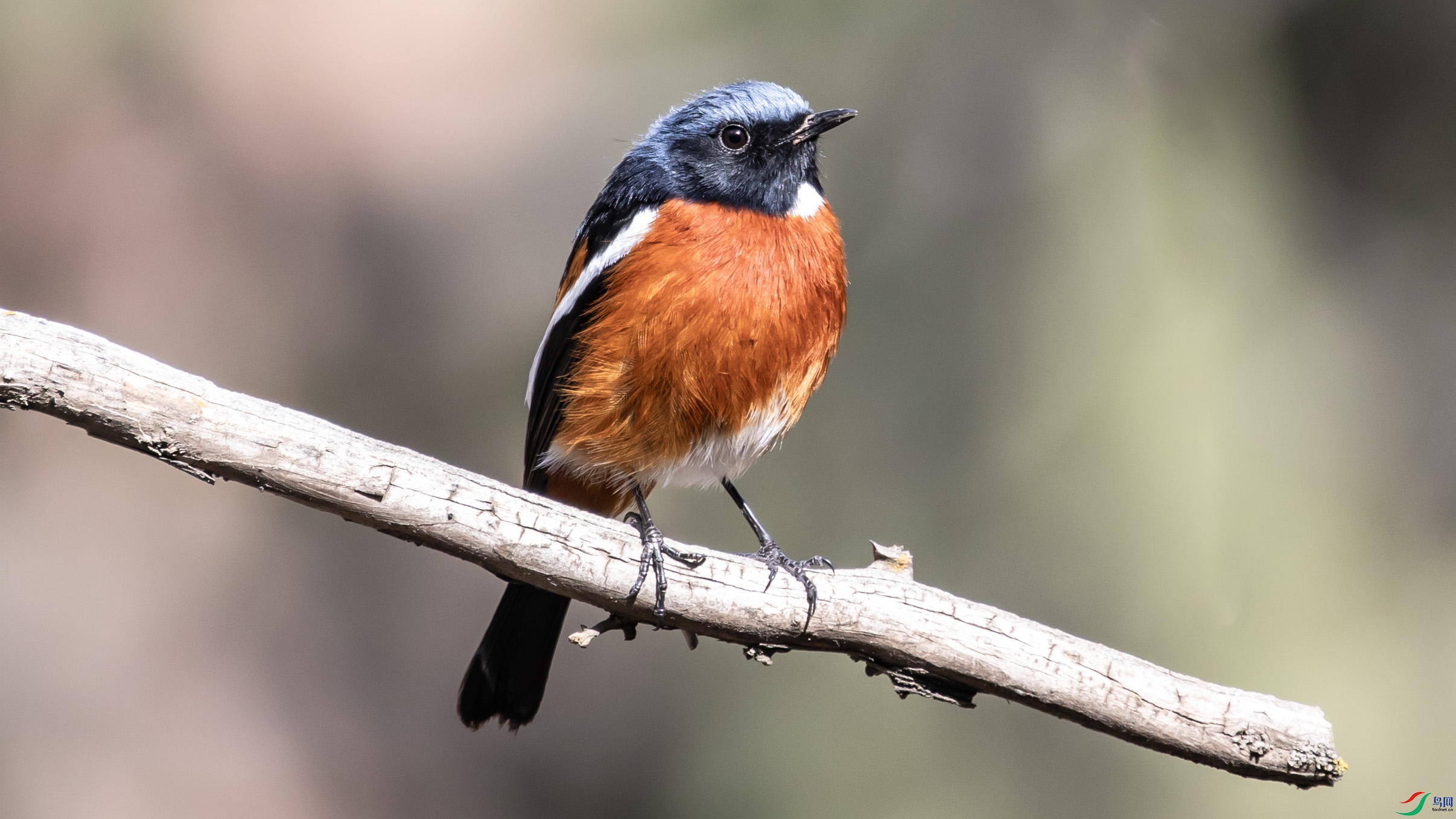 I99A6095 �׺���β� 00OK.jpg