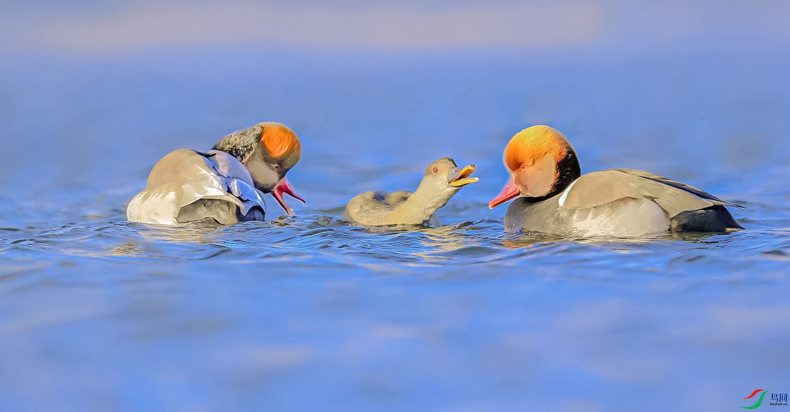 6679_����.jpg