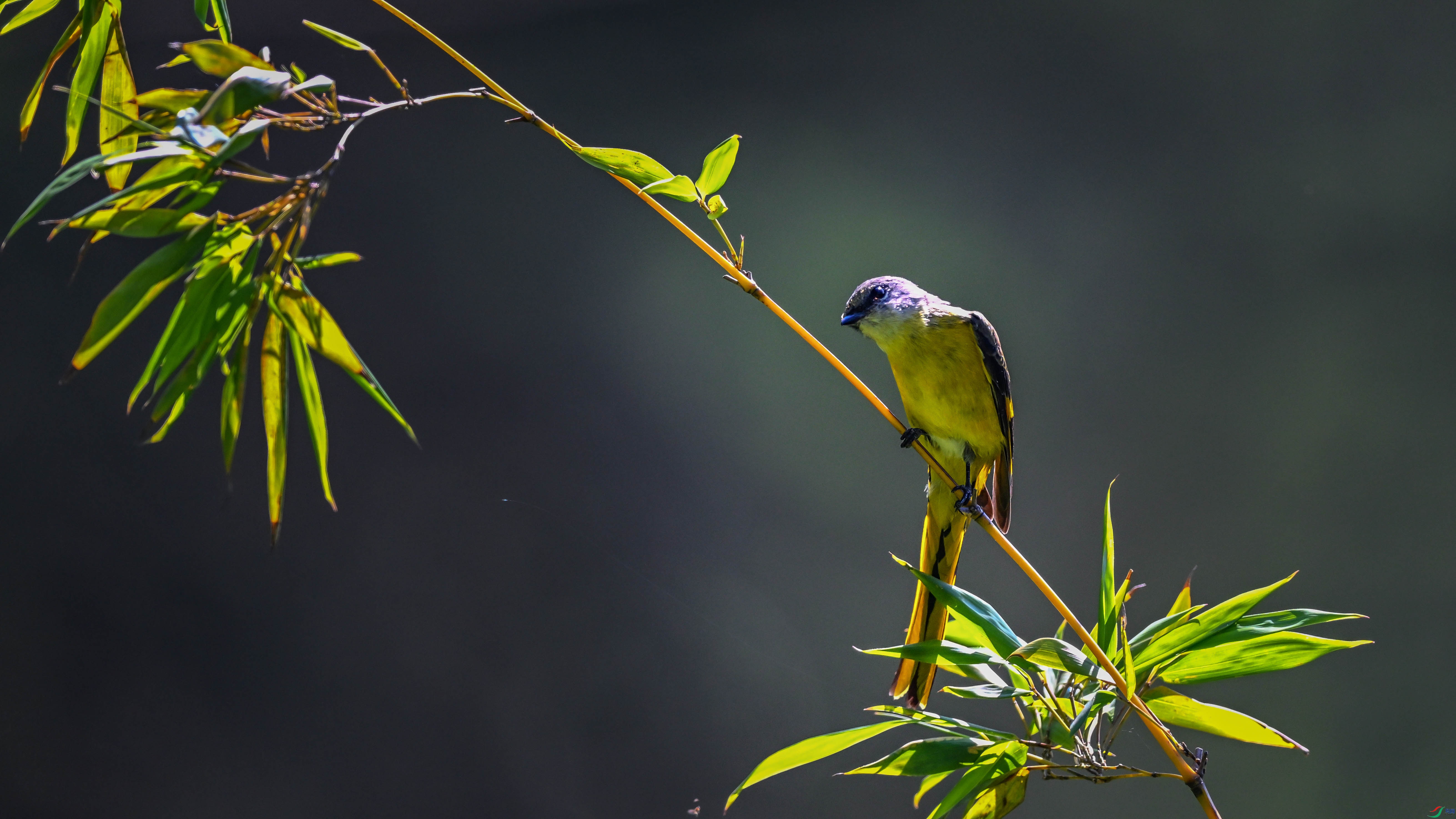 DSC_2763.jpg