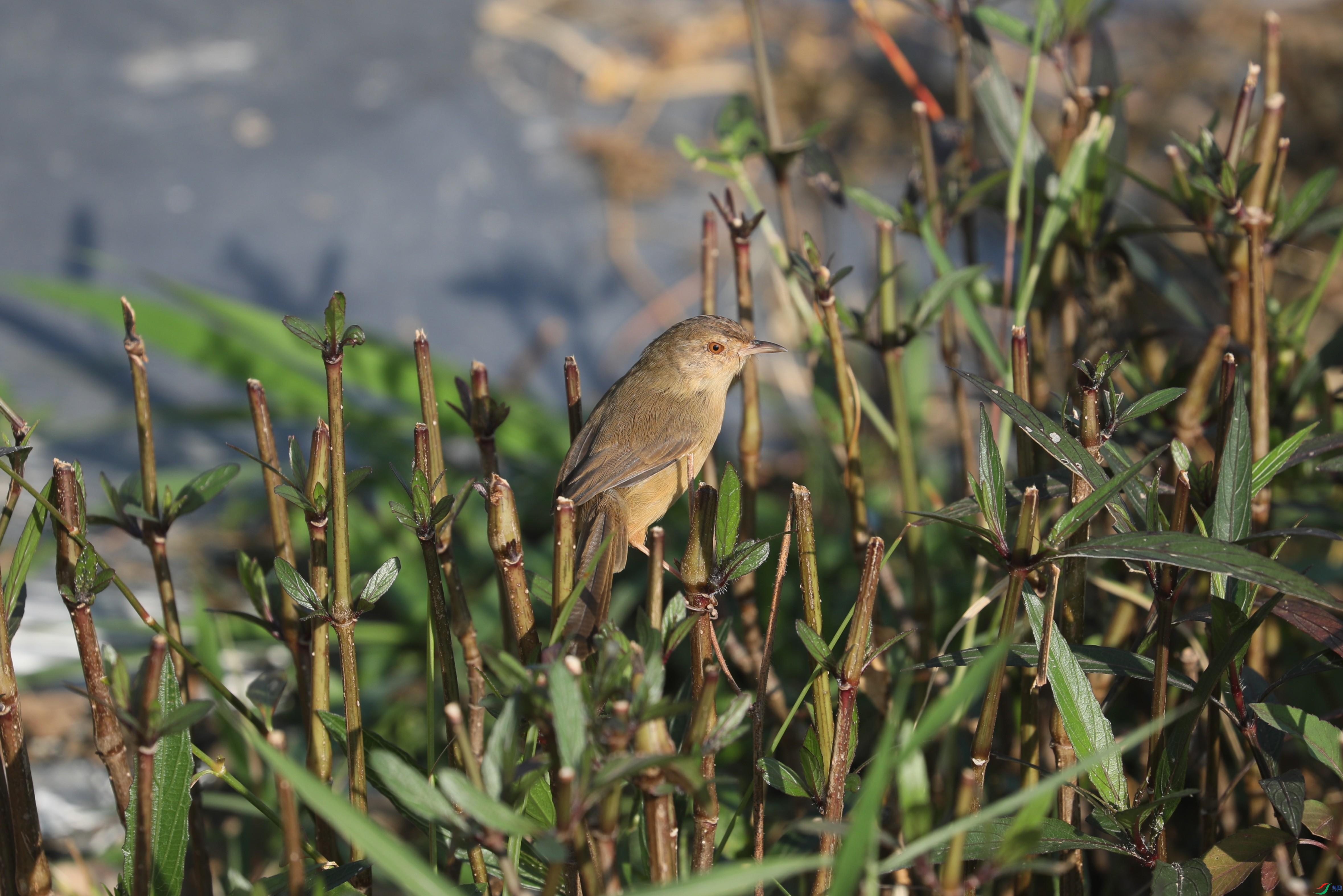 BL7A6703.JPG