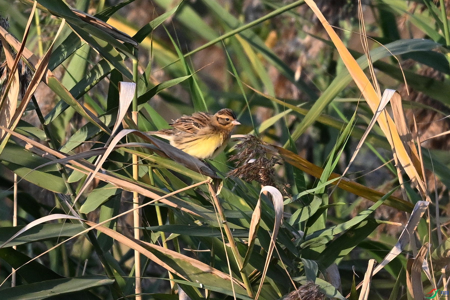DSC_5160.JPG