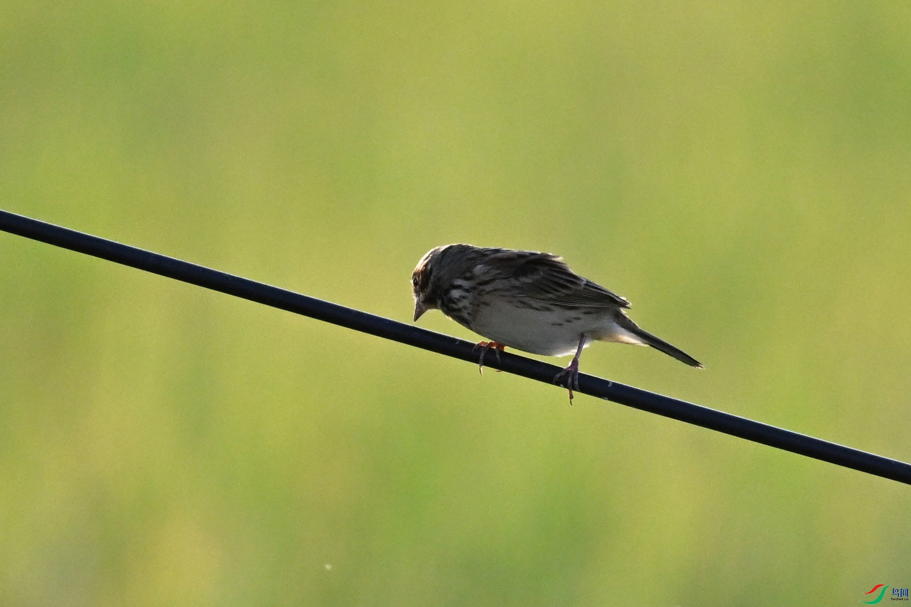 DSC_5171.JPG