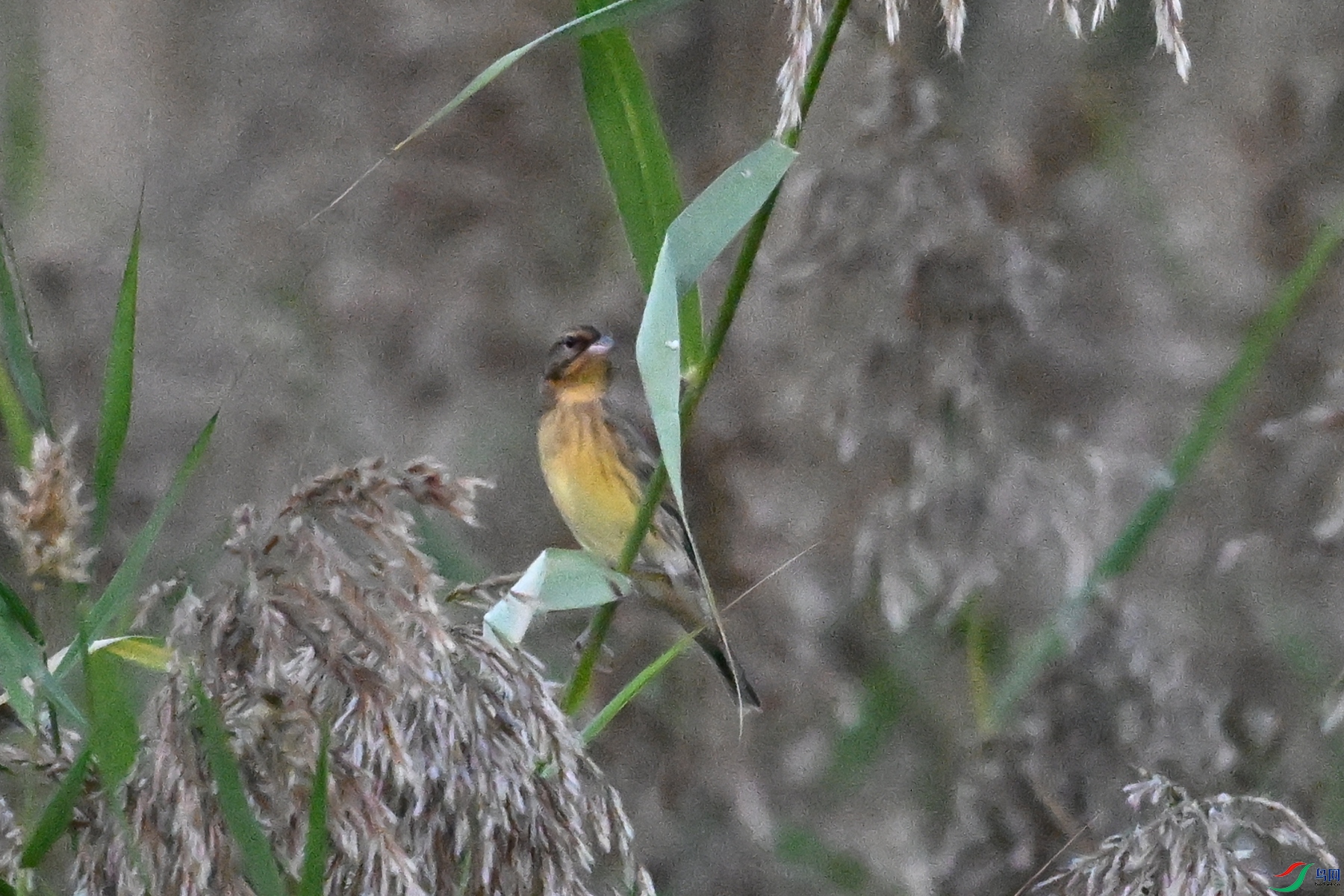 DSC_5197.JPG