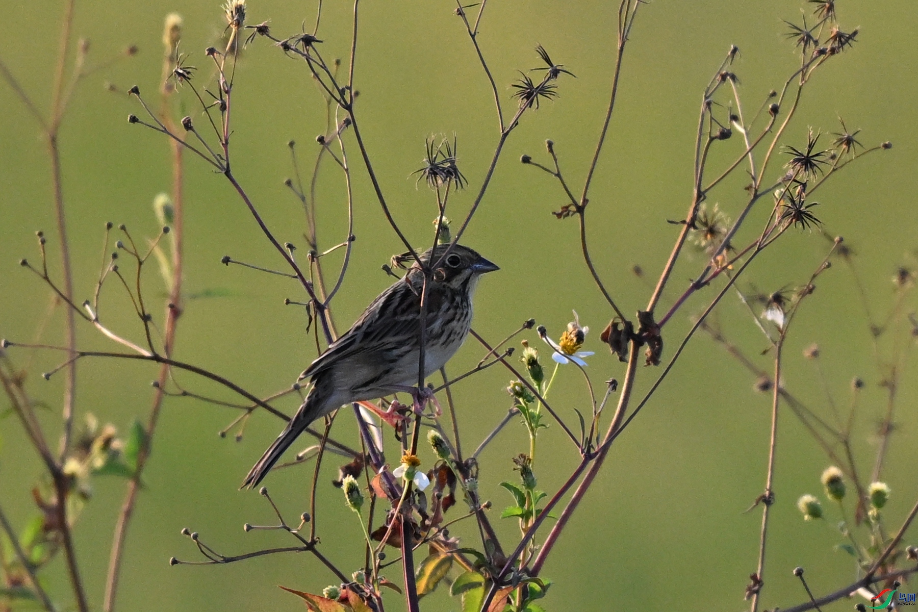 DSC_5179.JPG