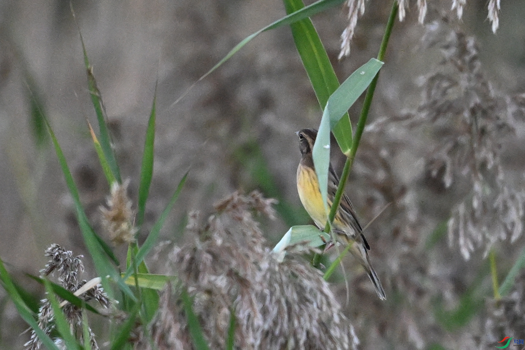 DSC_5202.JPG