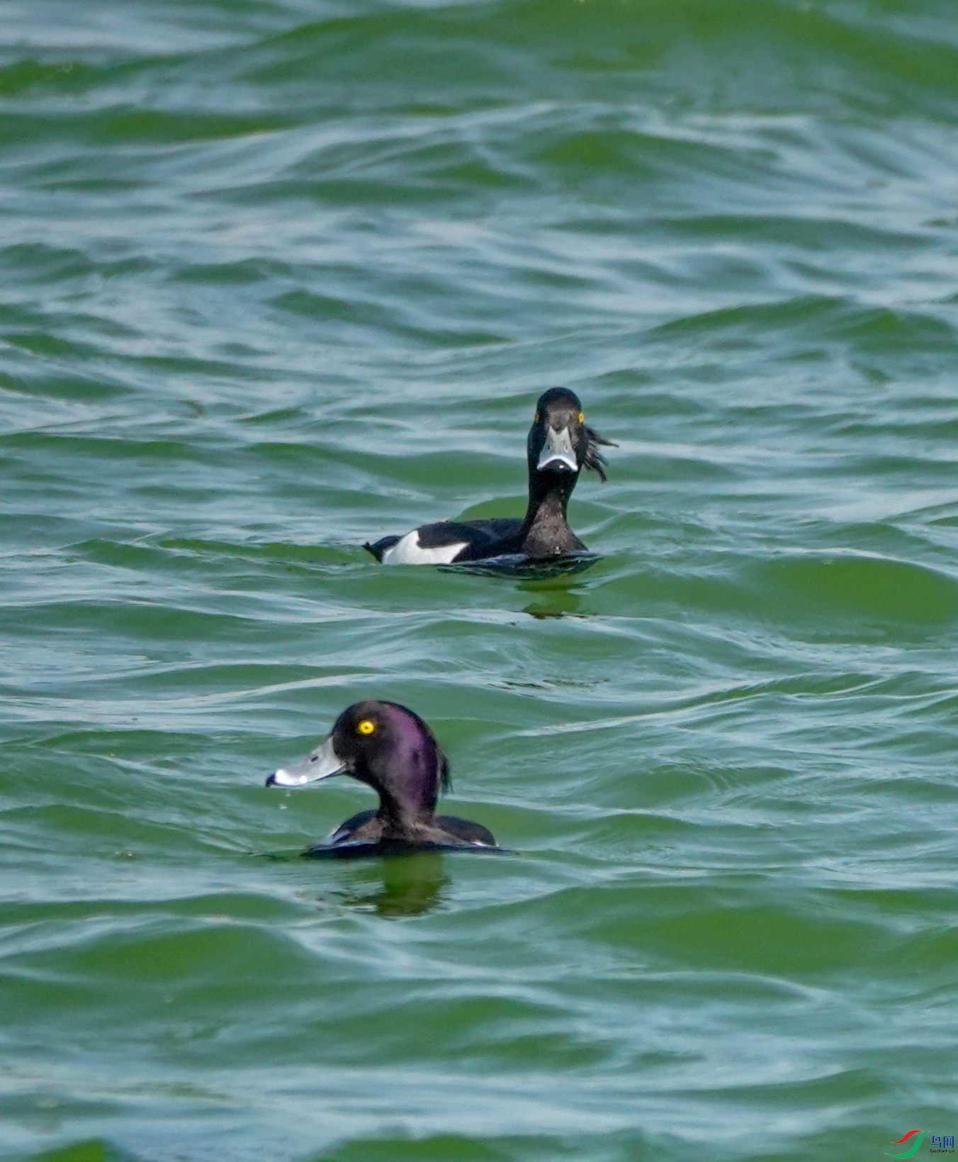 SONY DSC-RX10M4_20250317_093743.jpg