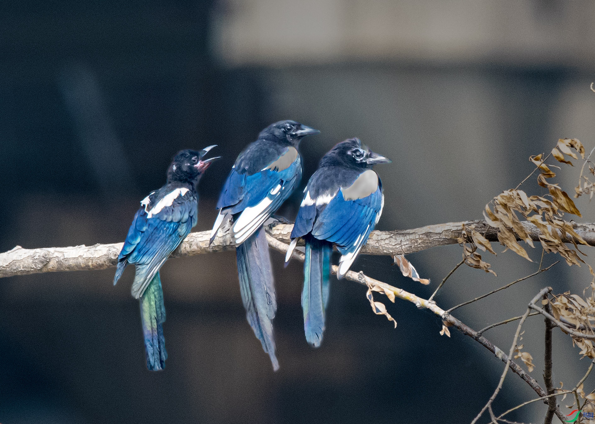 DSC_0941_��ͼ�� ����.jpg