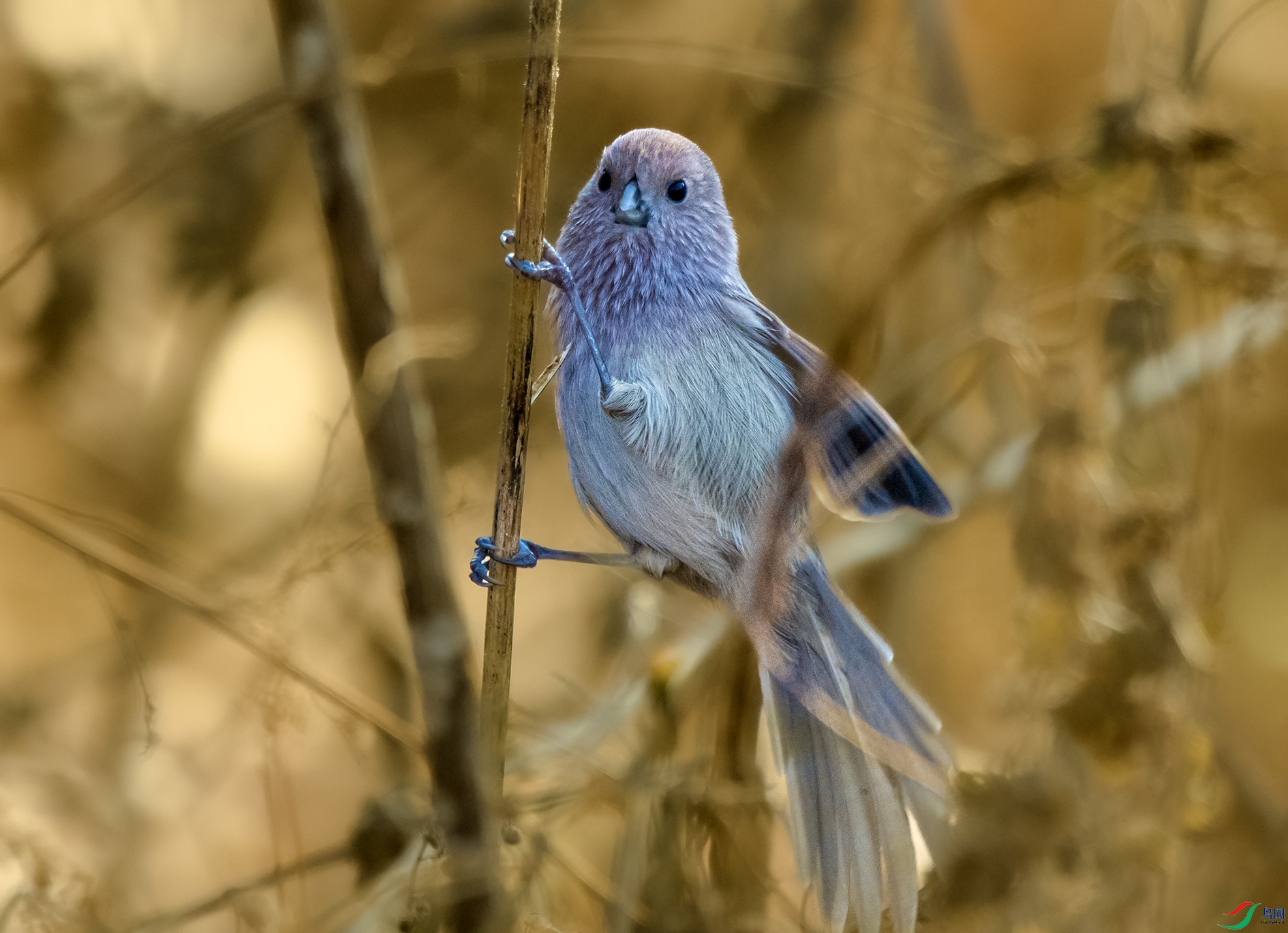 DSC_6256_��ͼ�� ����.jpg