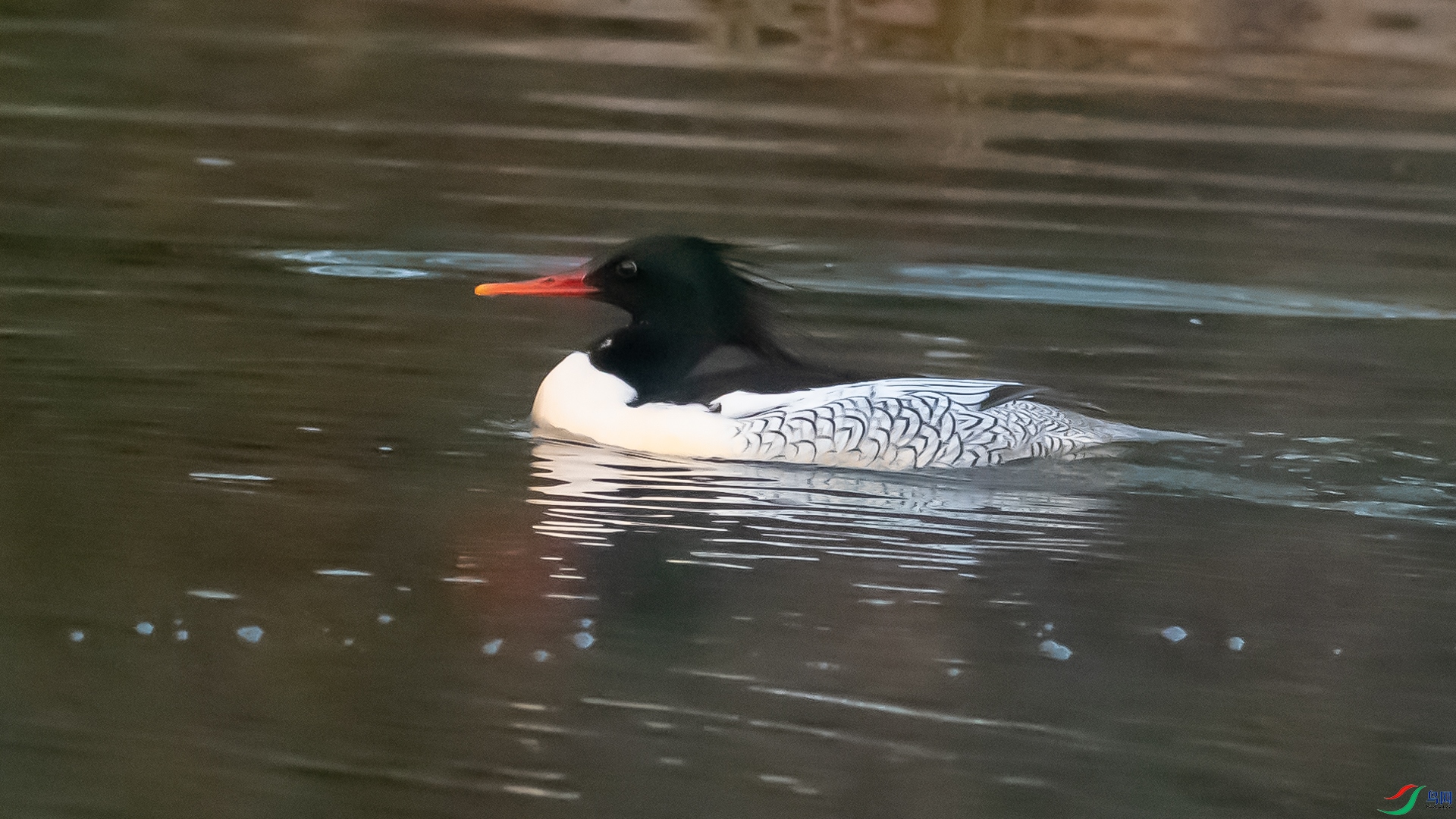 DSC_2113.jpg