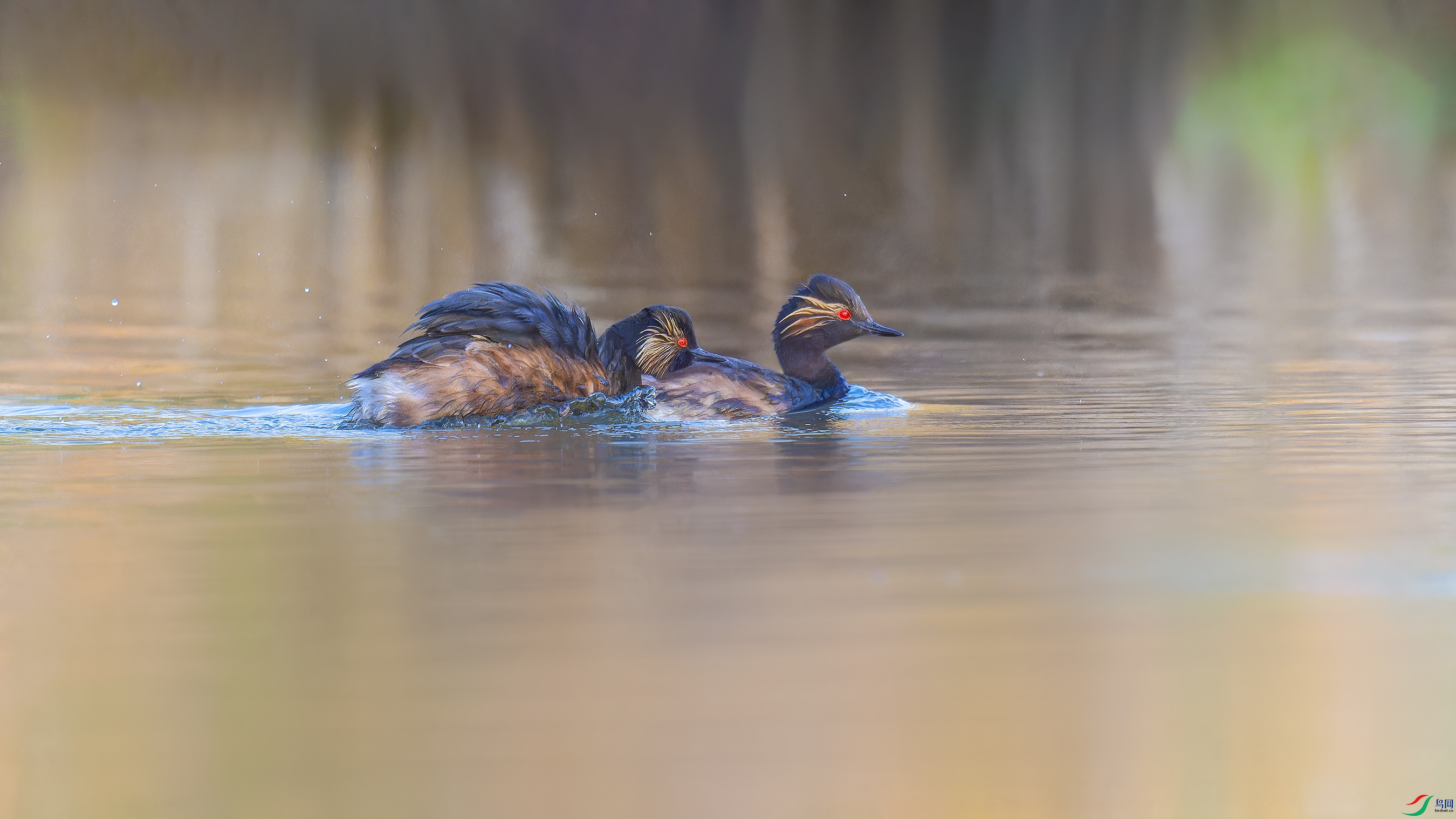 DSC_7906_DxO.jpg