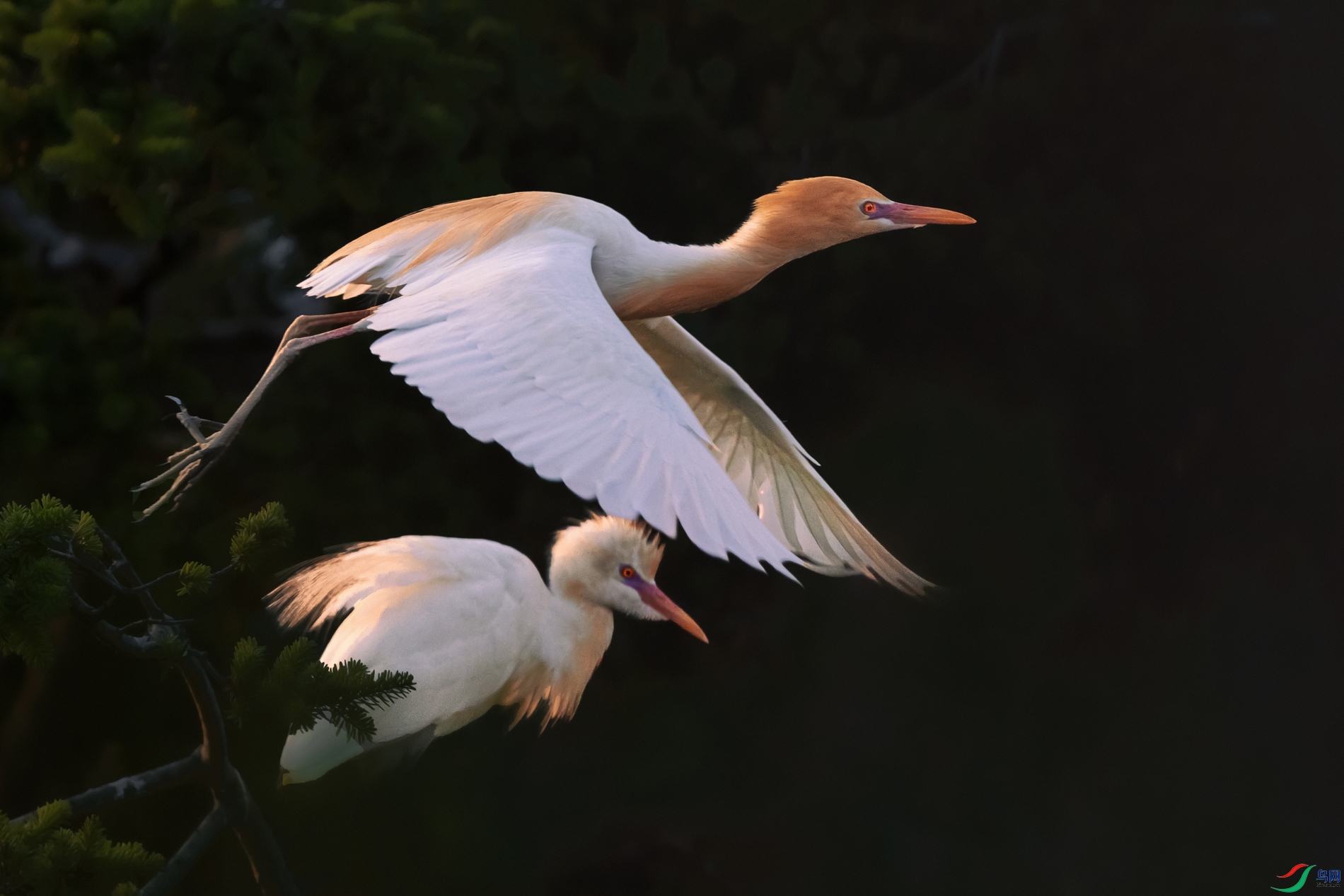 ţ����----��ԸΪ���ڷ絲��