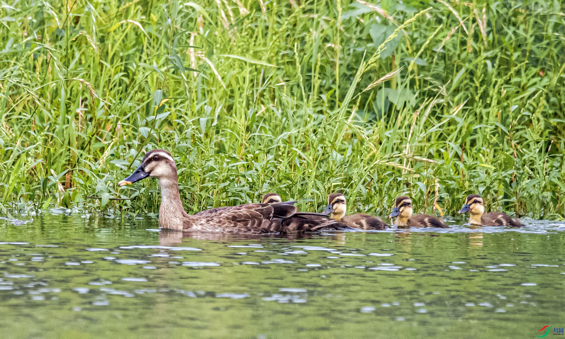 DSC_1634_��ͼ��(1) ����.jpg