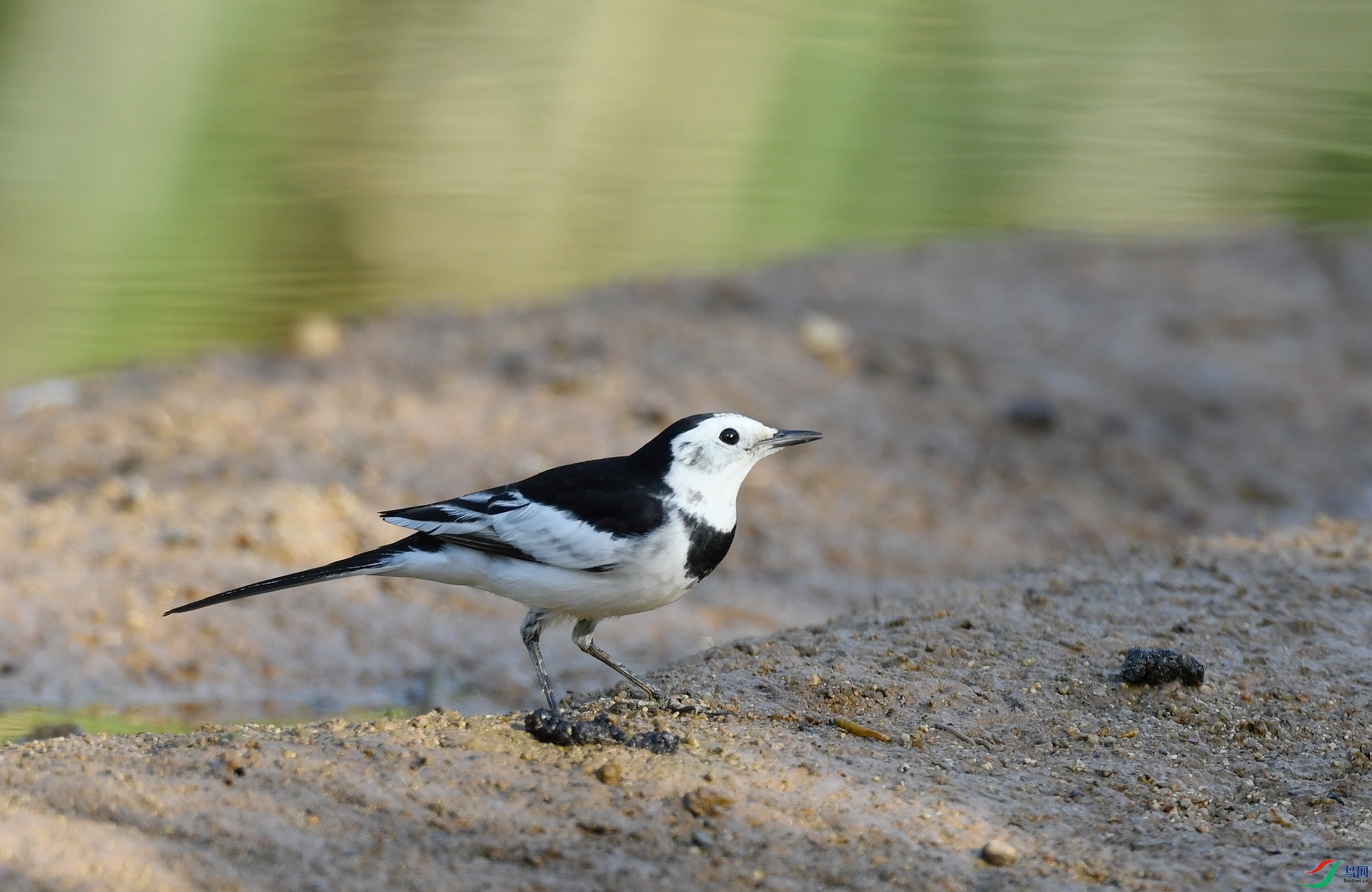 DSC_2949.jpg