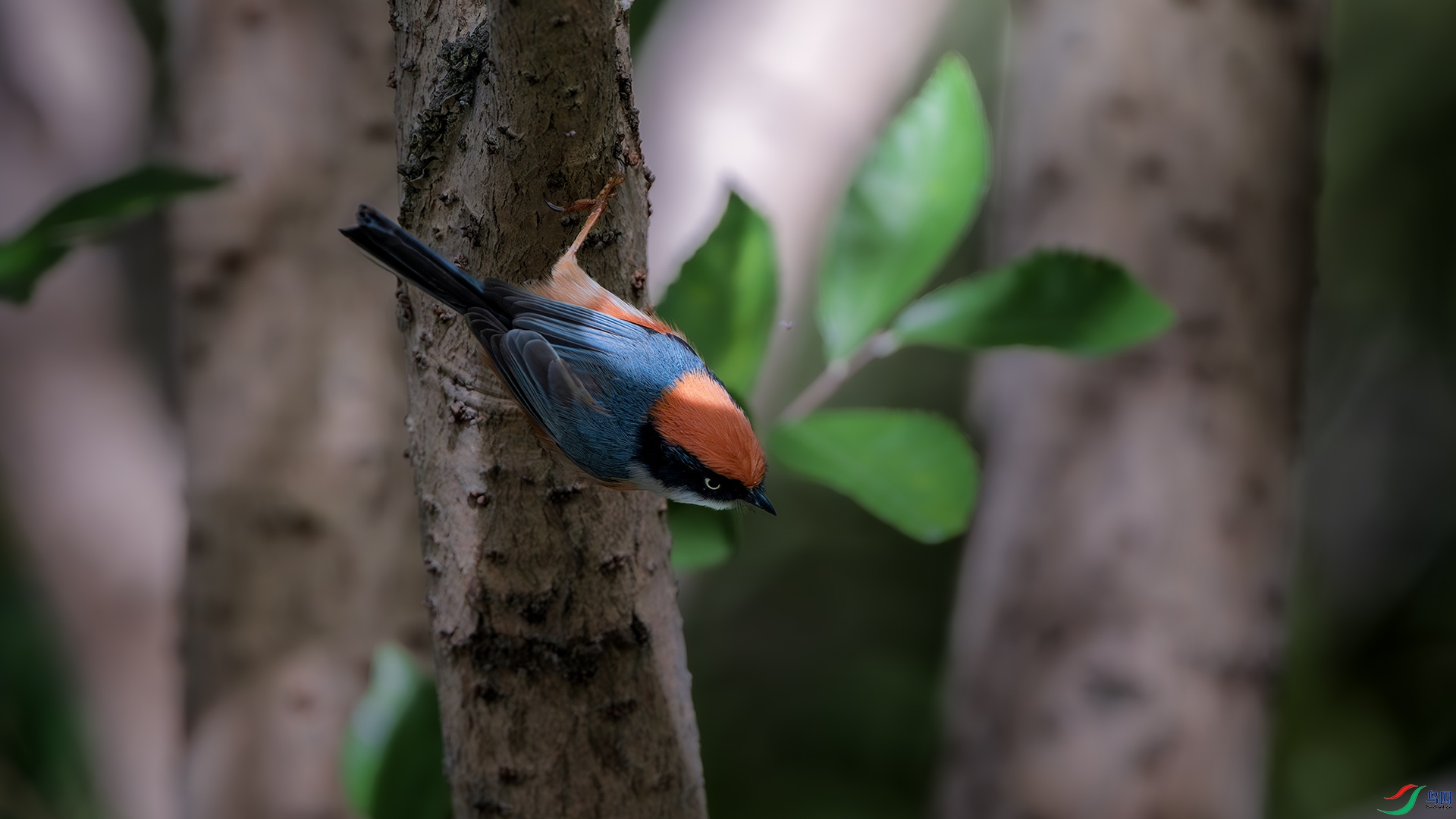 DSC_7516-����ǿ-NR ����.jpg