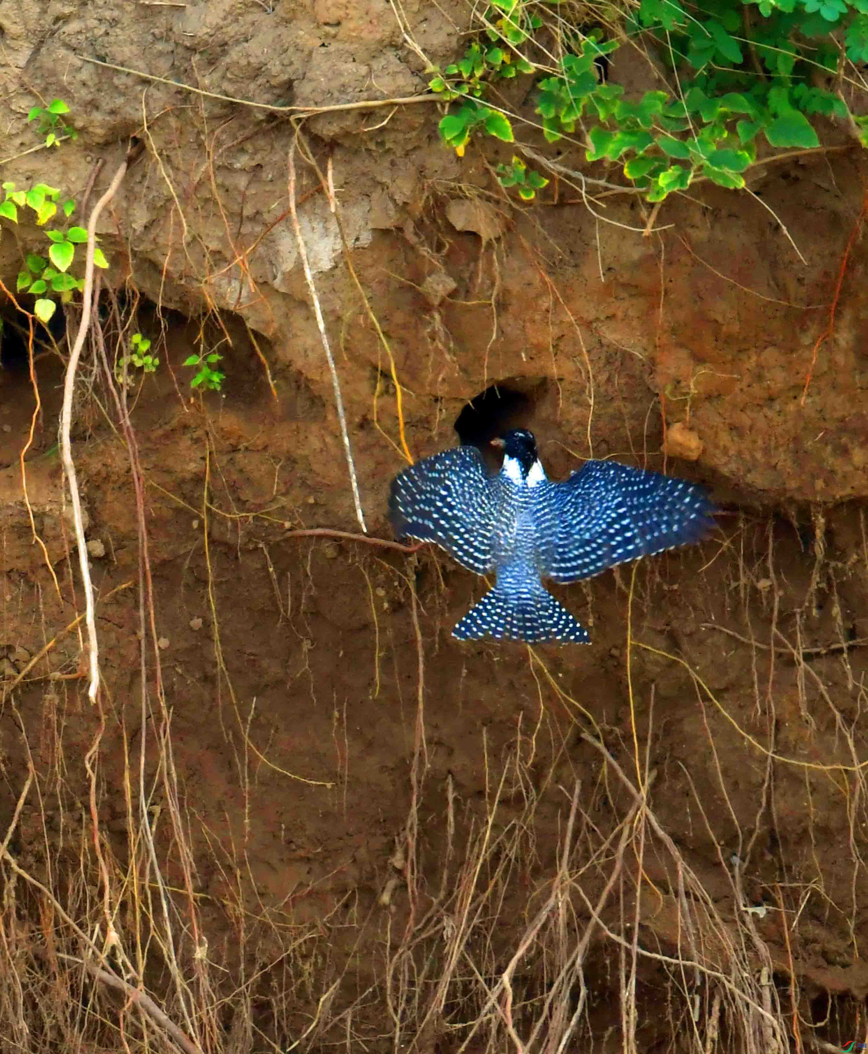 DSC_9096.JPG