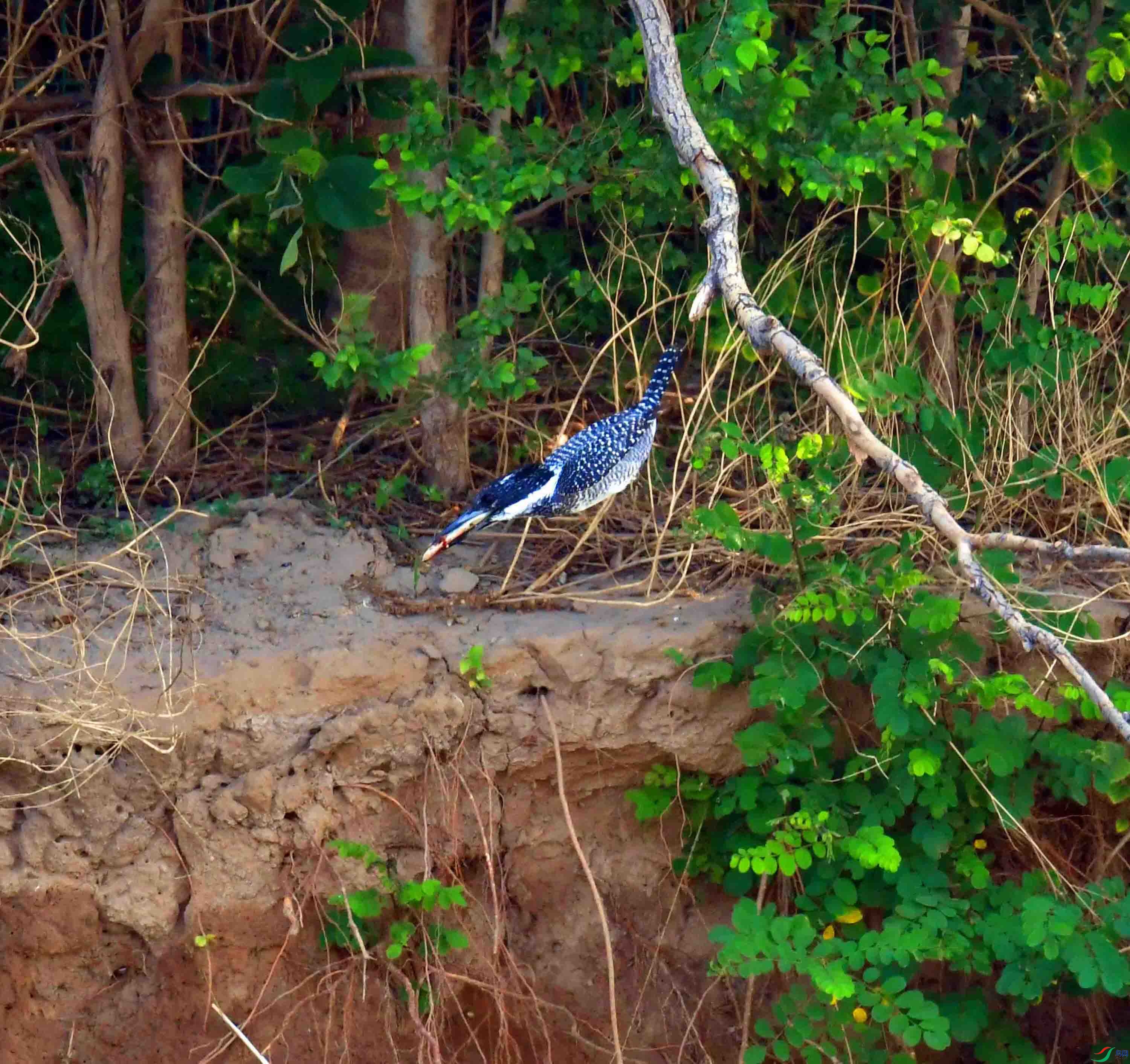 DSC_9085.JPG
