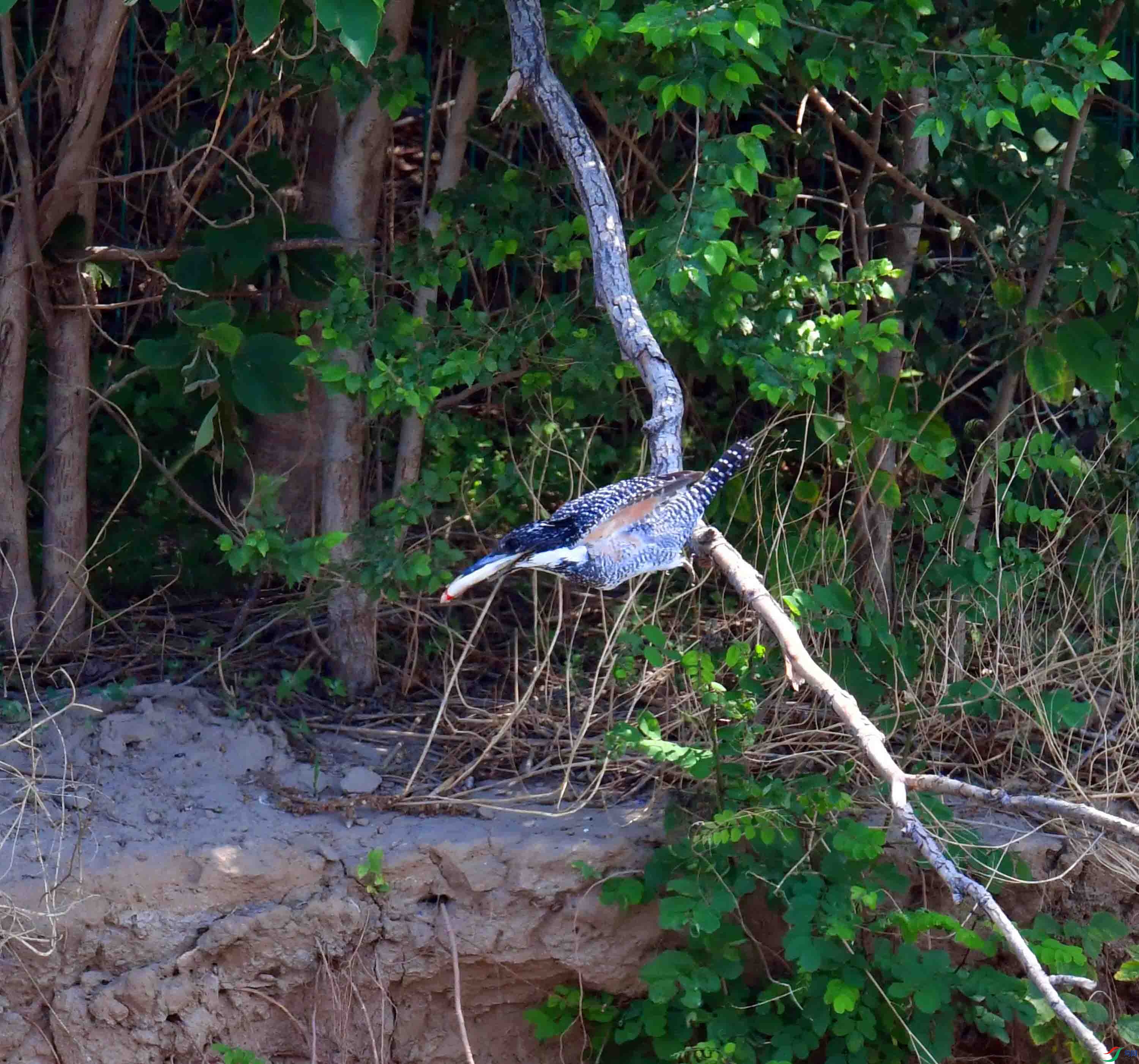 DSC_9156.JPG