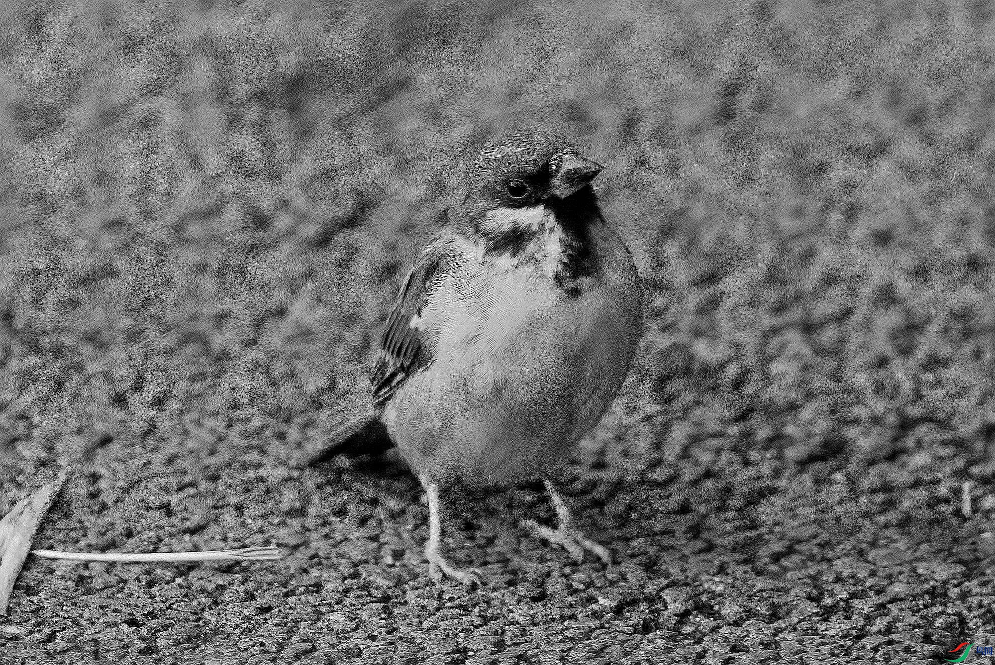 ��ͷ����